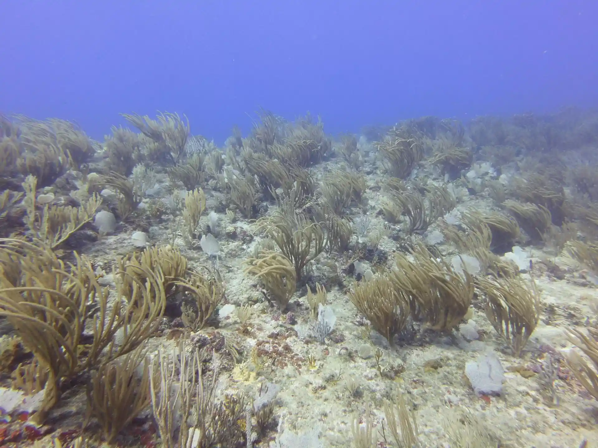 Dive site photo