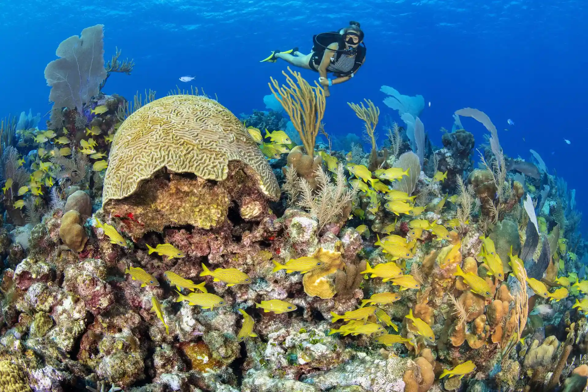 Dive site photo