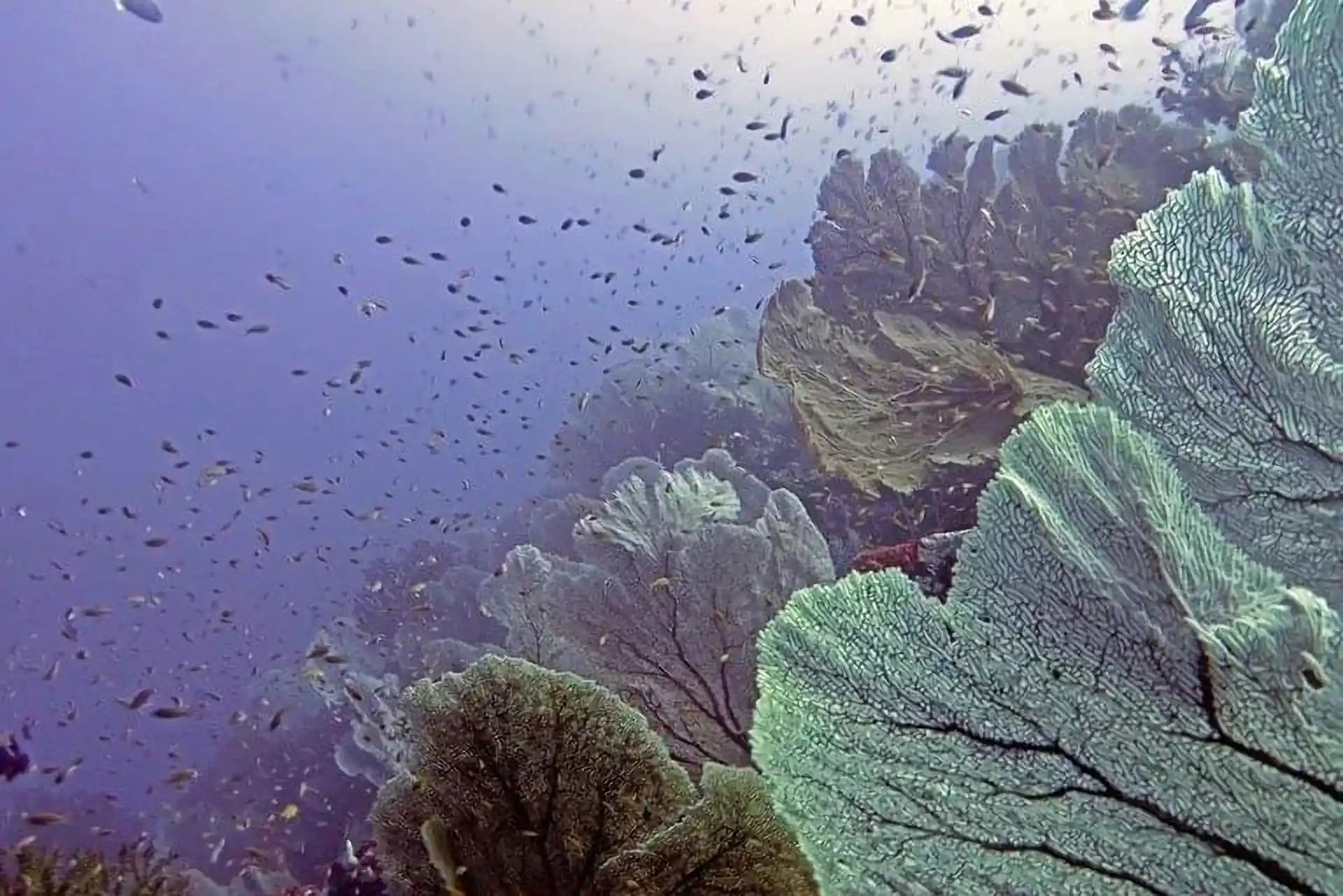 ダイビングサイトの写真