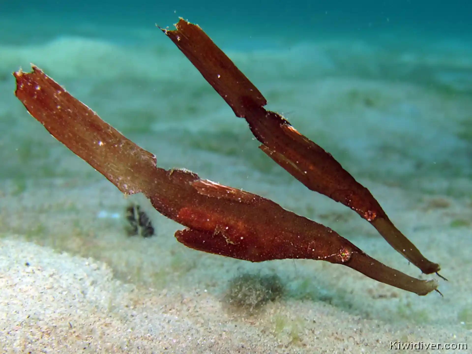 ダイビングサイトの写真