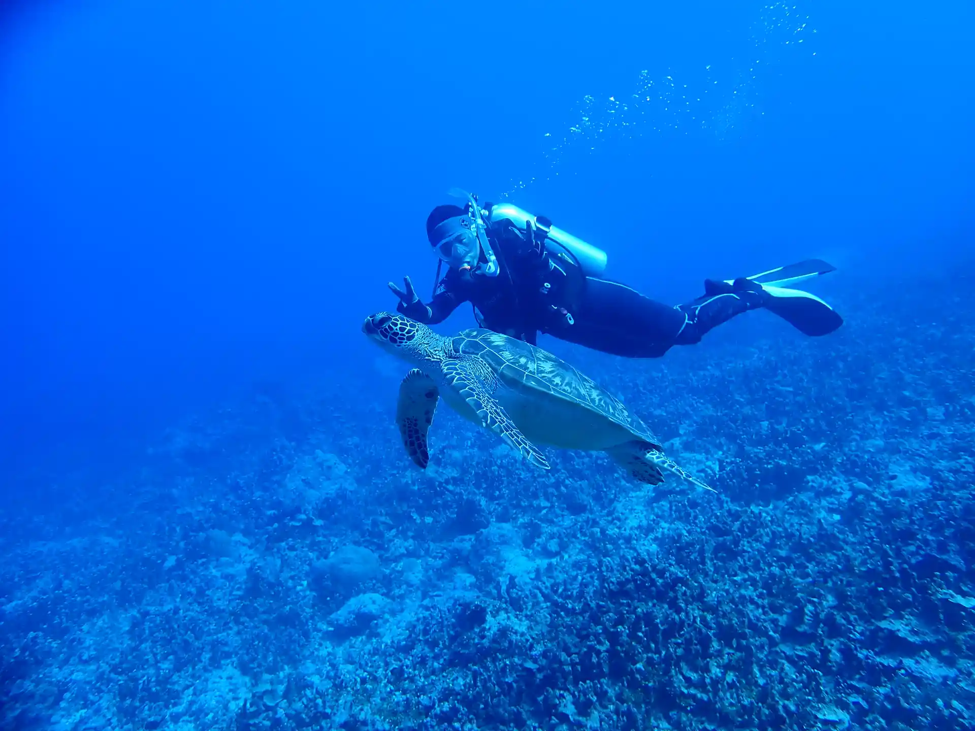 Sie können Schildkröten so nahe kommen, aber bitte stören Sie sie nicht.