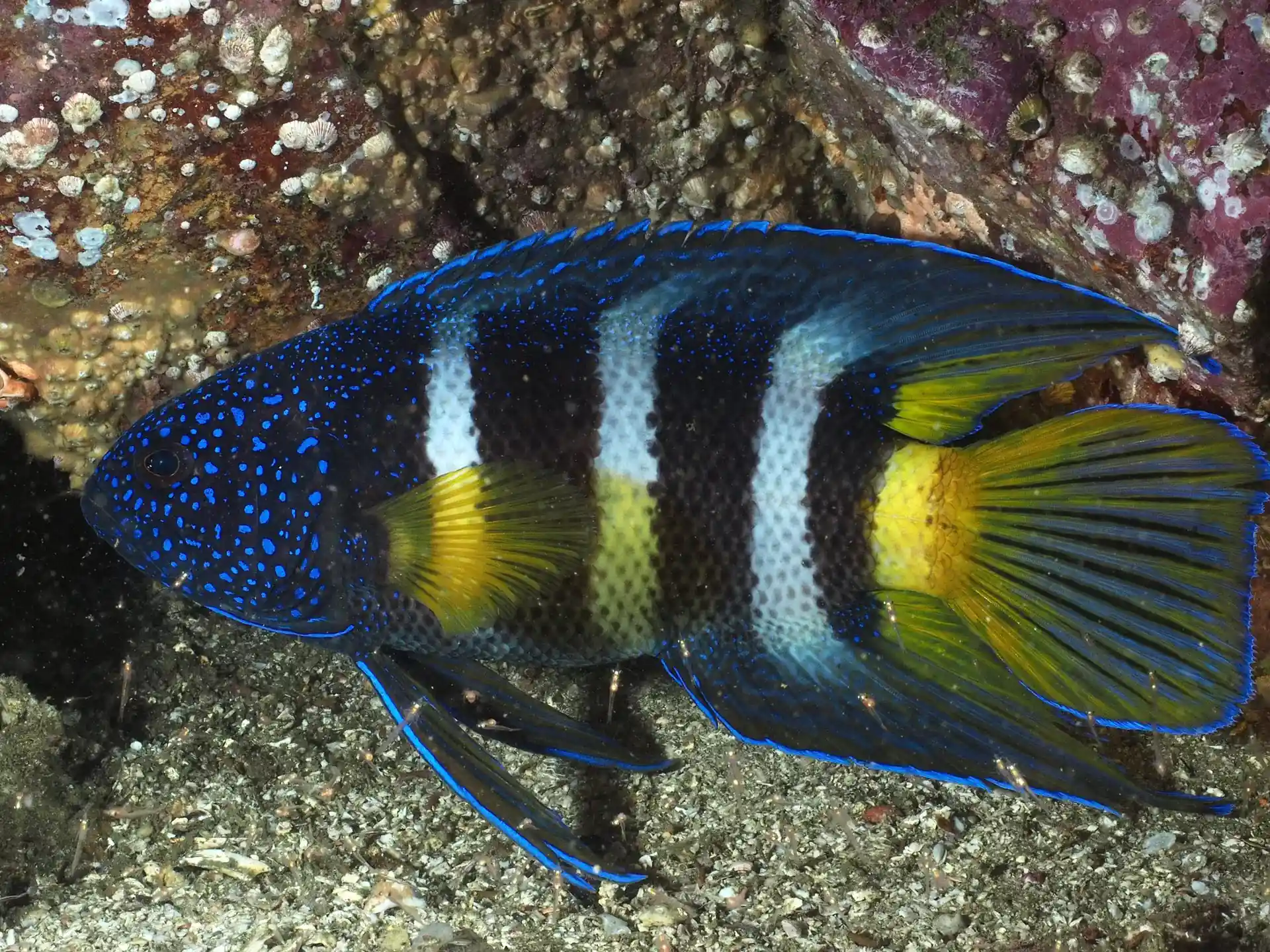 ダイビングサイトの写真