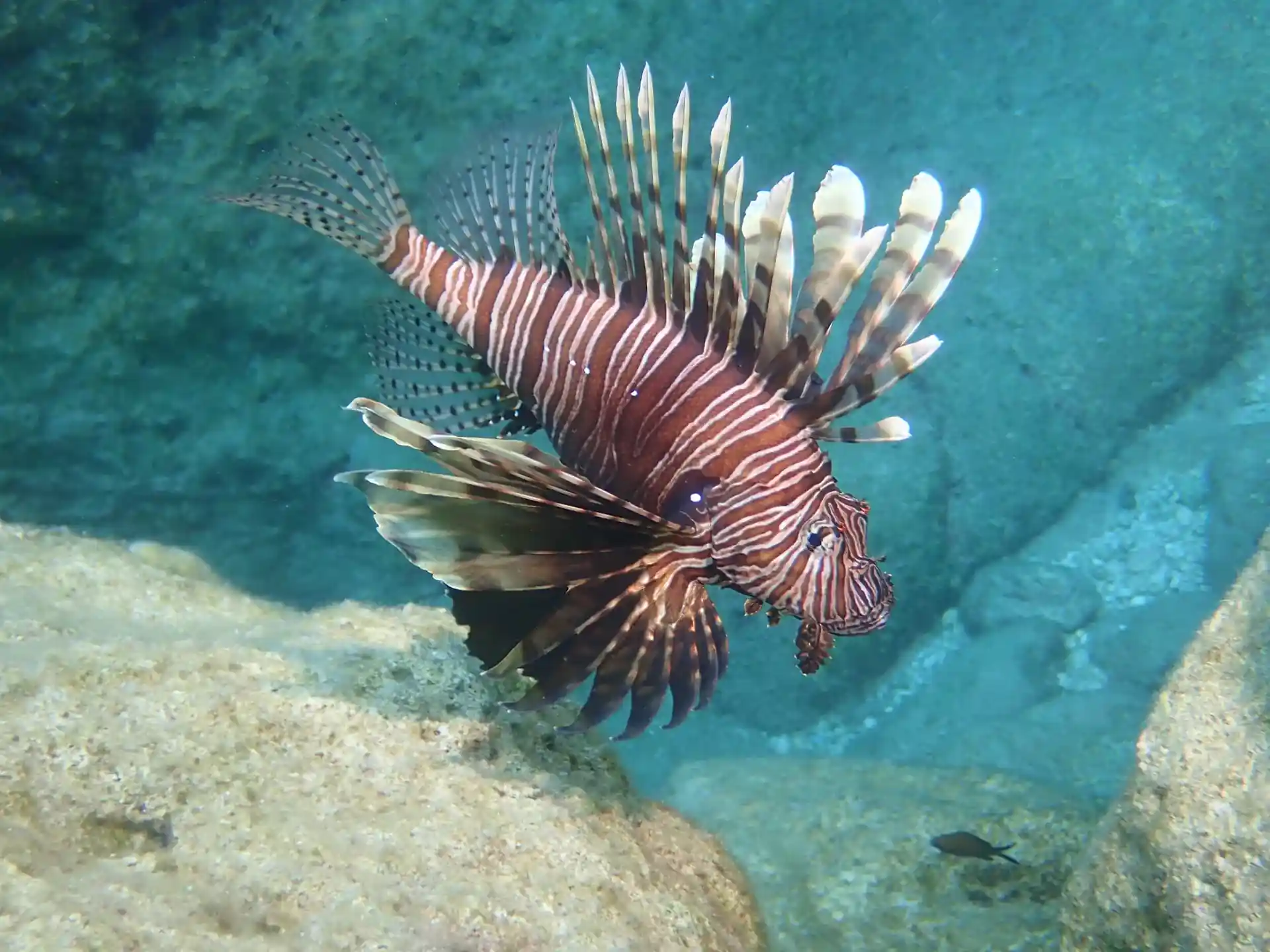 Spot a lionfish!