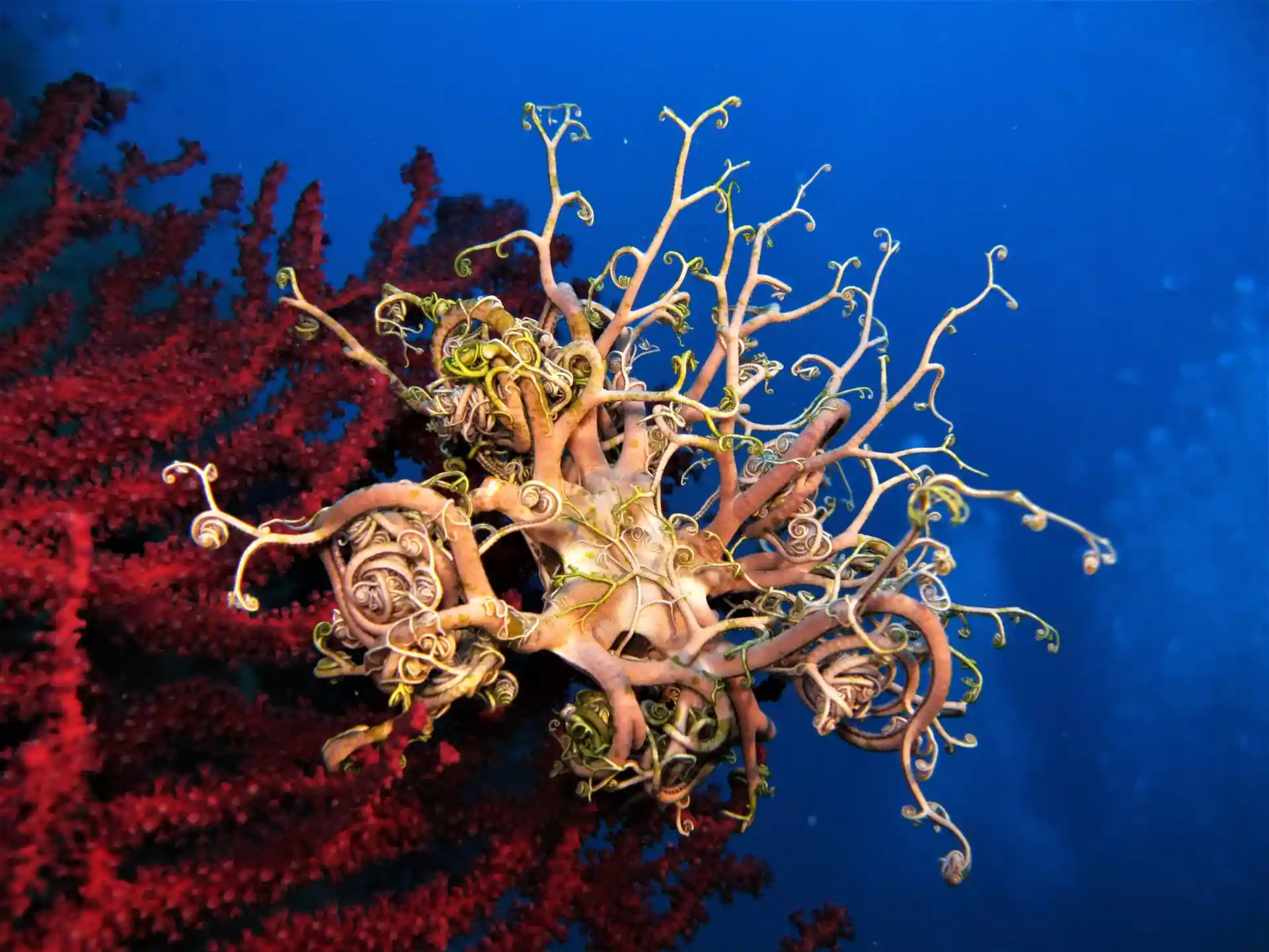 ダイビングサイトの写真