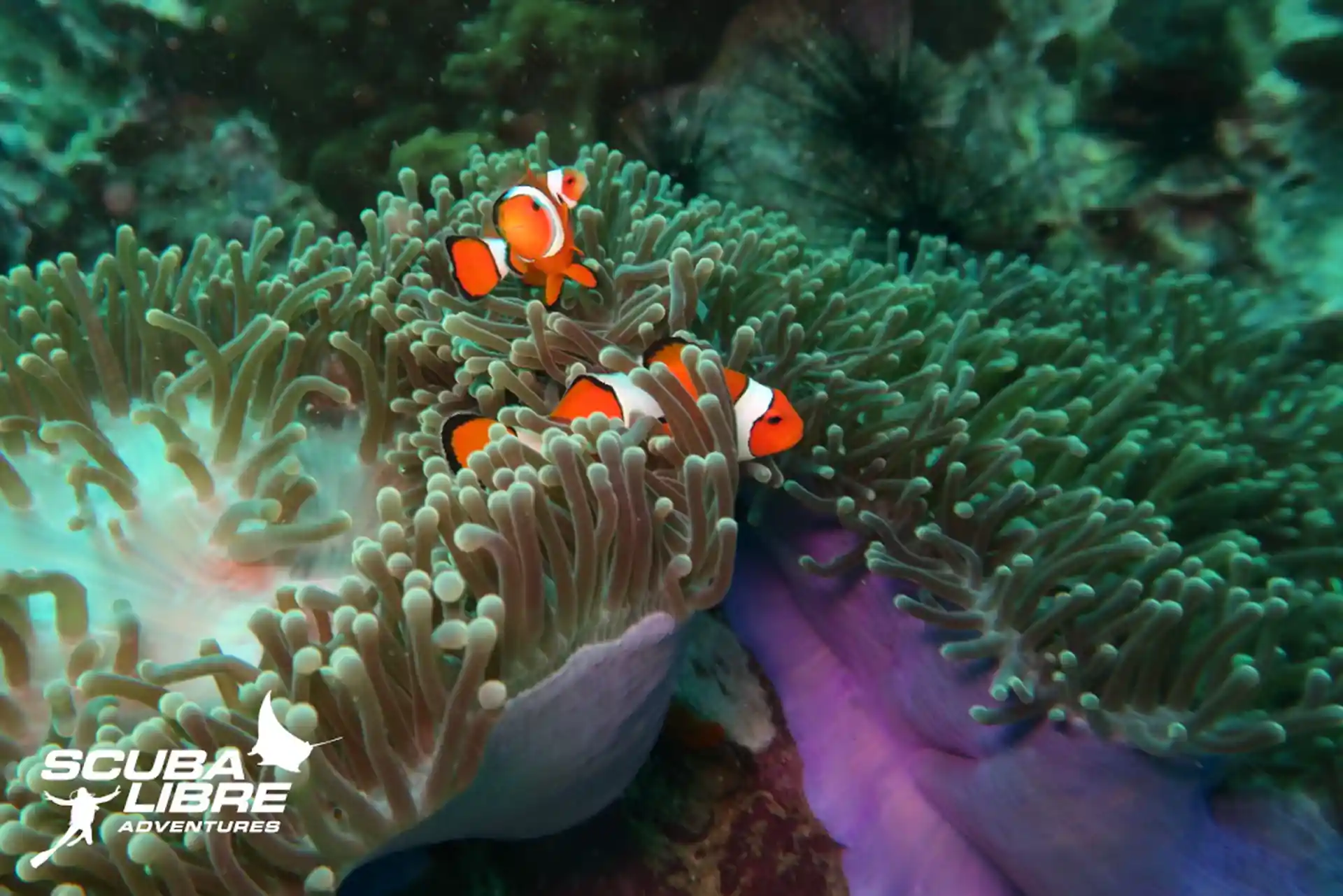 Foto de la tienda de buceo
