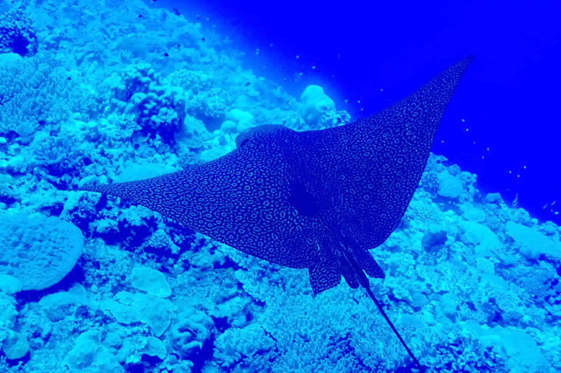 Dive shop photo
