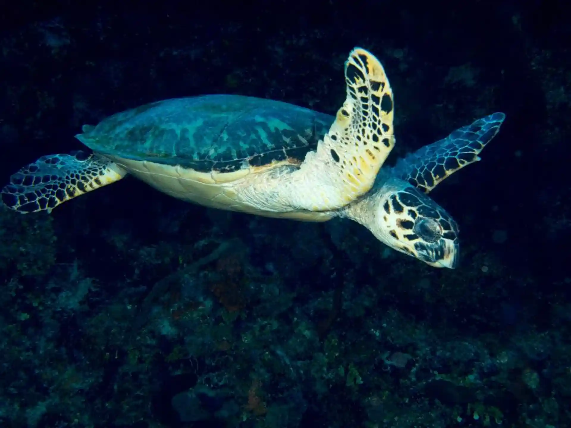 Dive shop photo