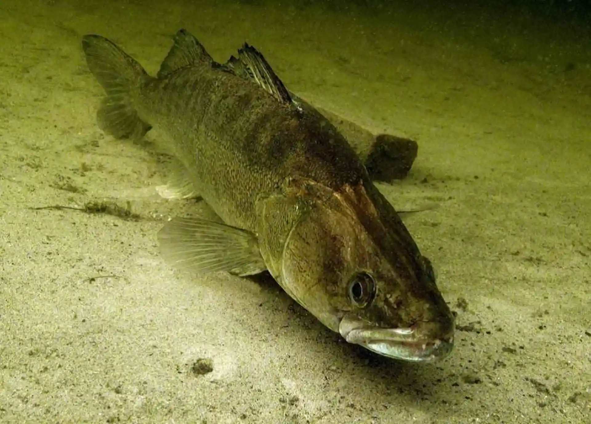 Foto van de duiklocatie