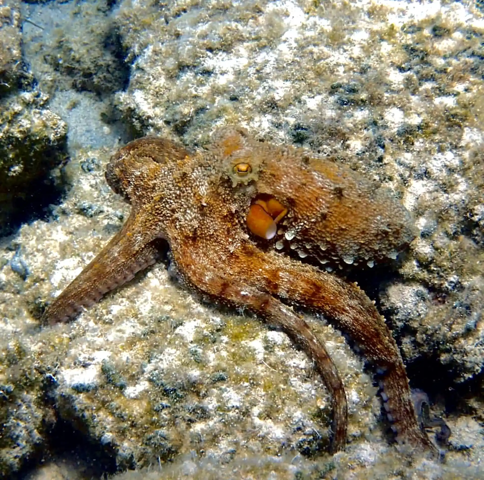 Octopus territory!