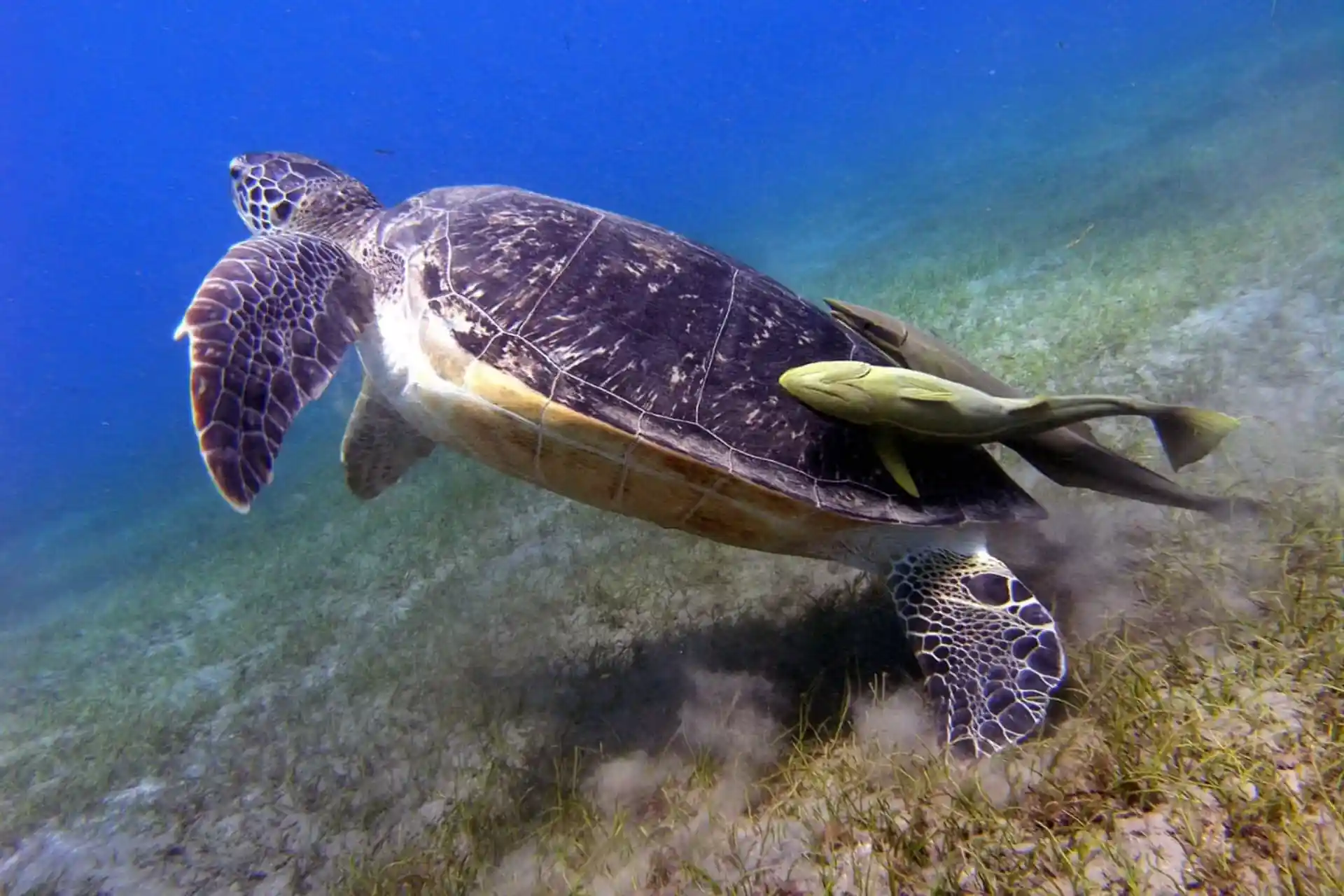Turtle