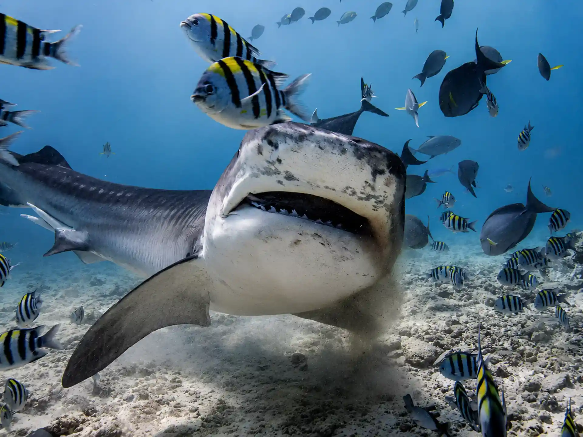 Dive shop photo