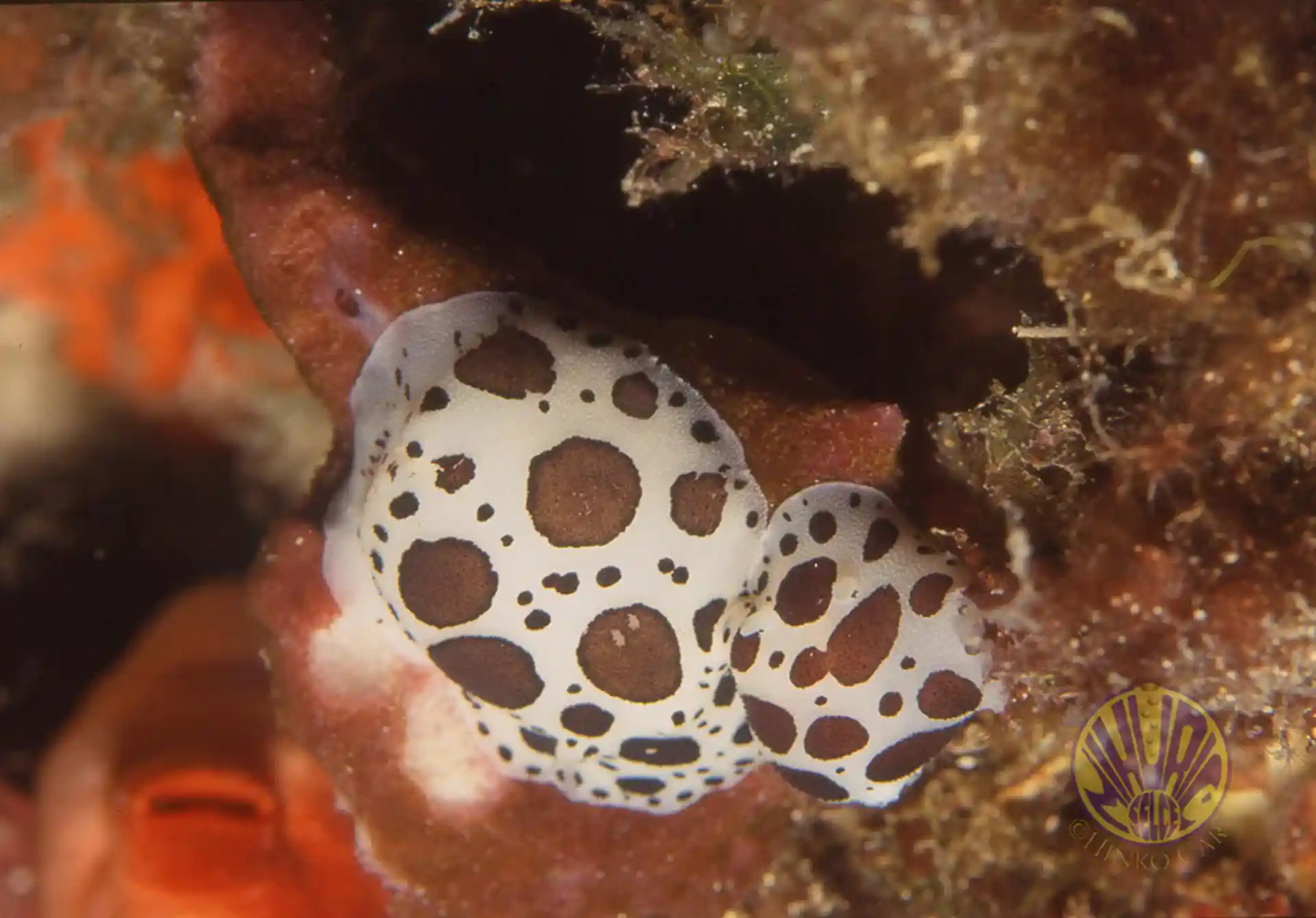 Dive site photo