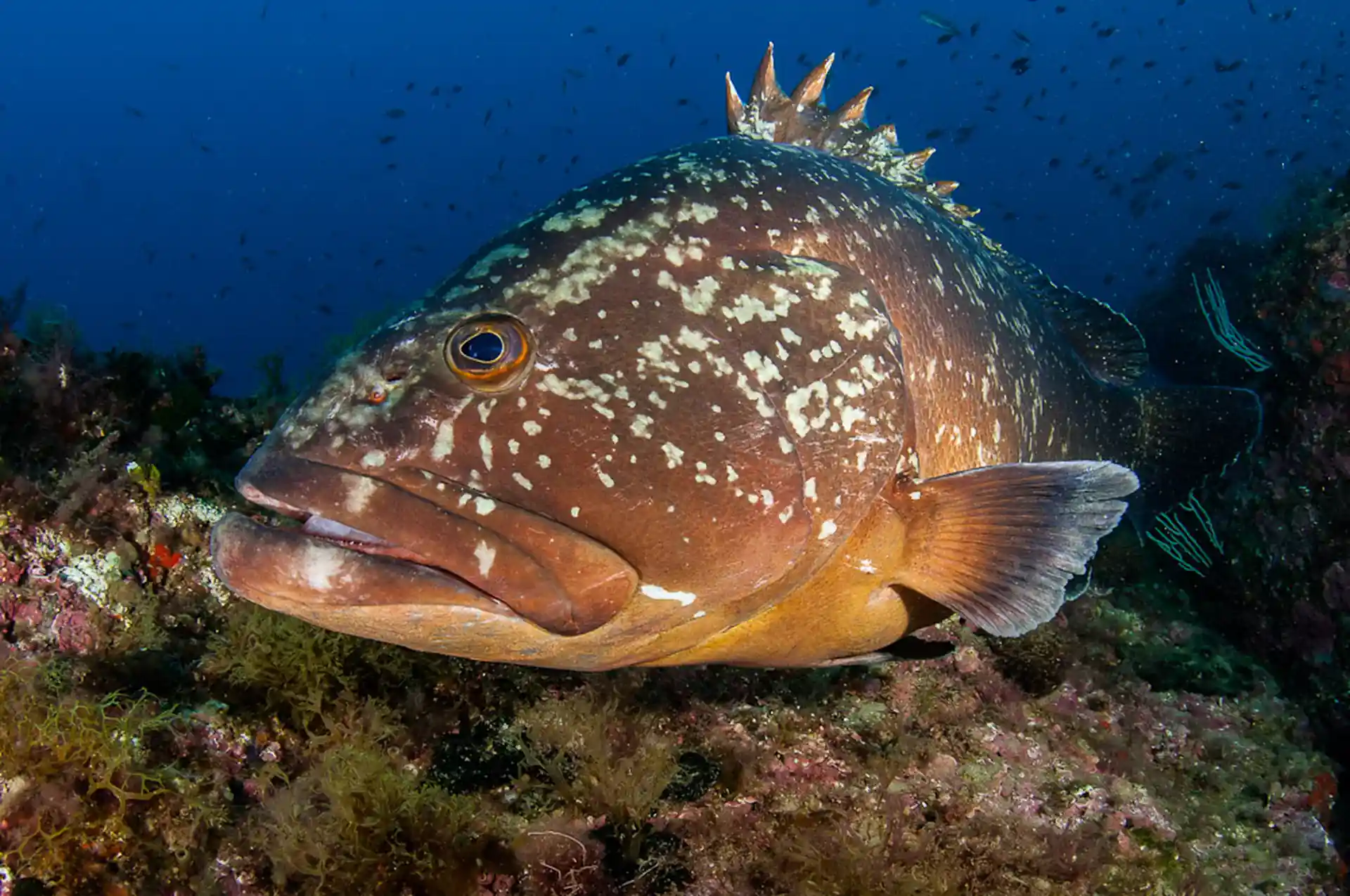 Scopri la fauna marina!