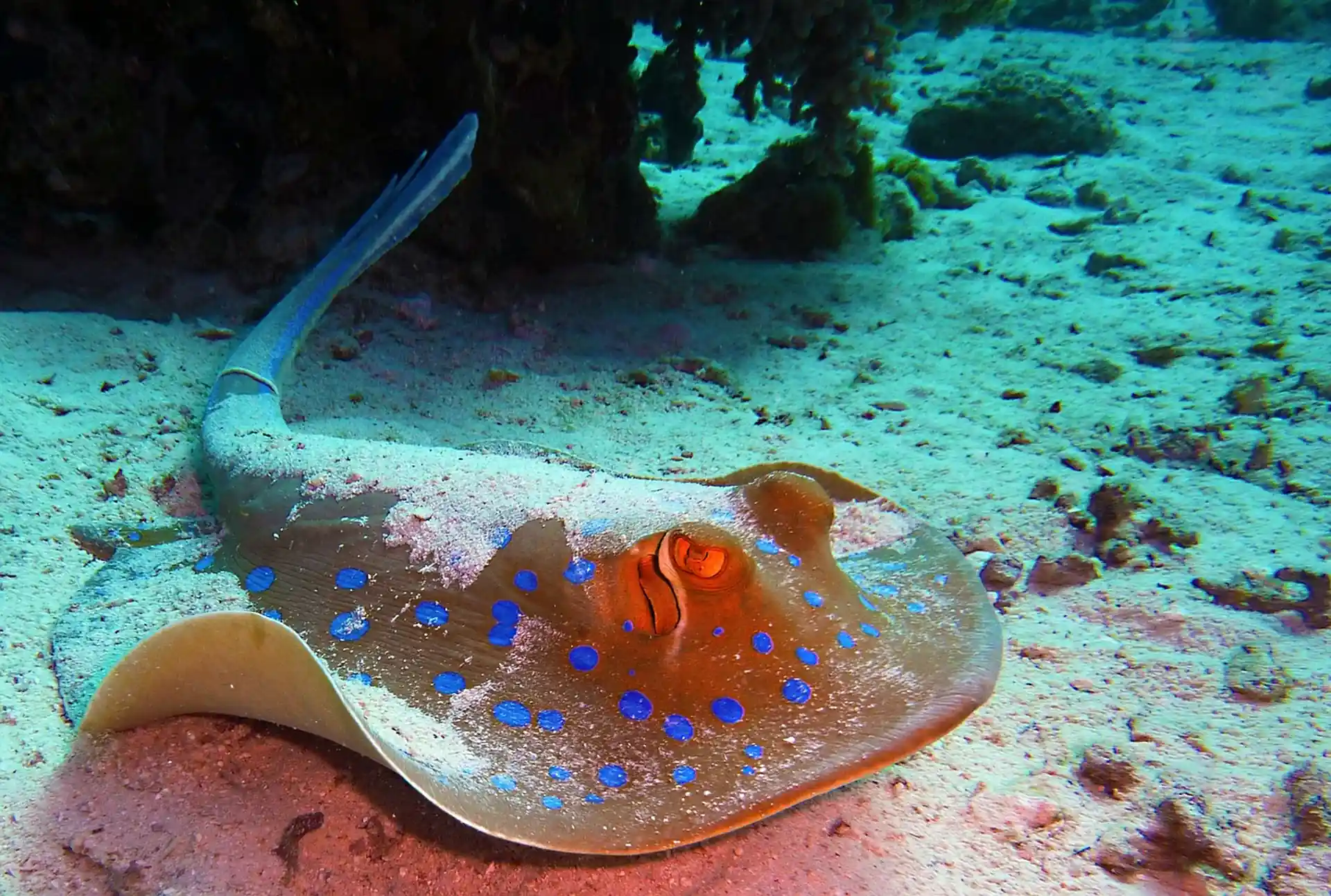 Dive shop photo