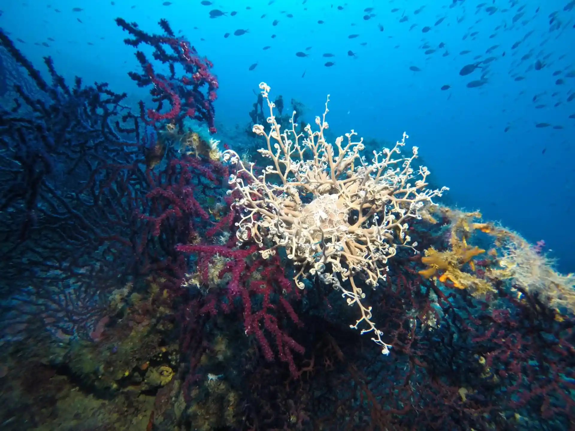 La stella gorgone è un raffinato inquilino delle profondità.