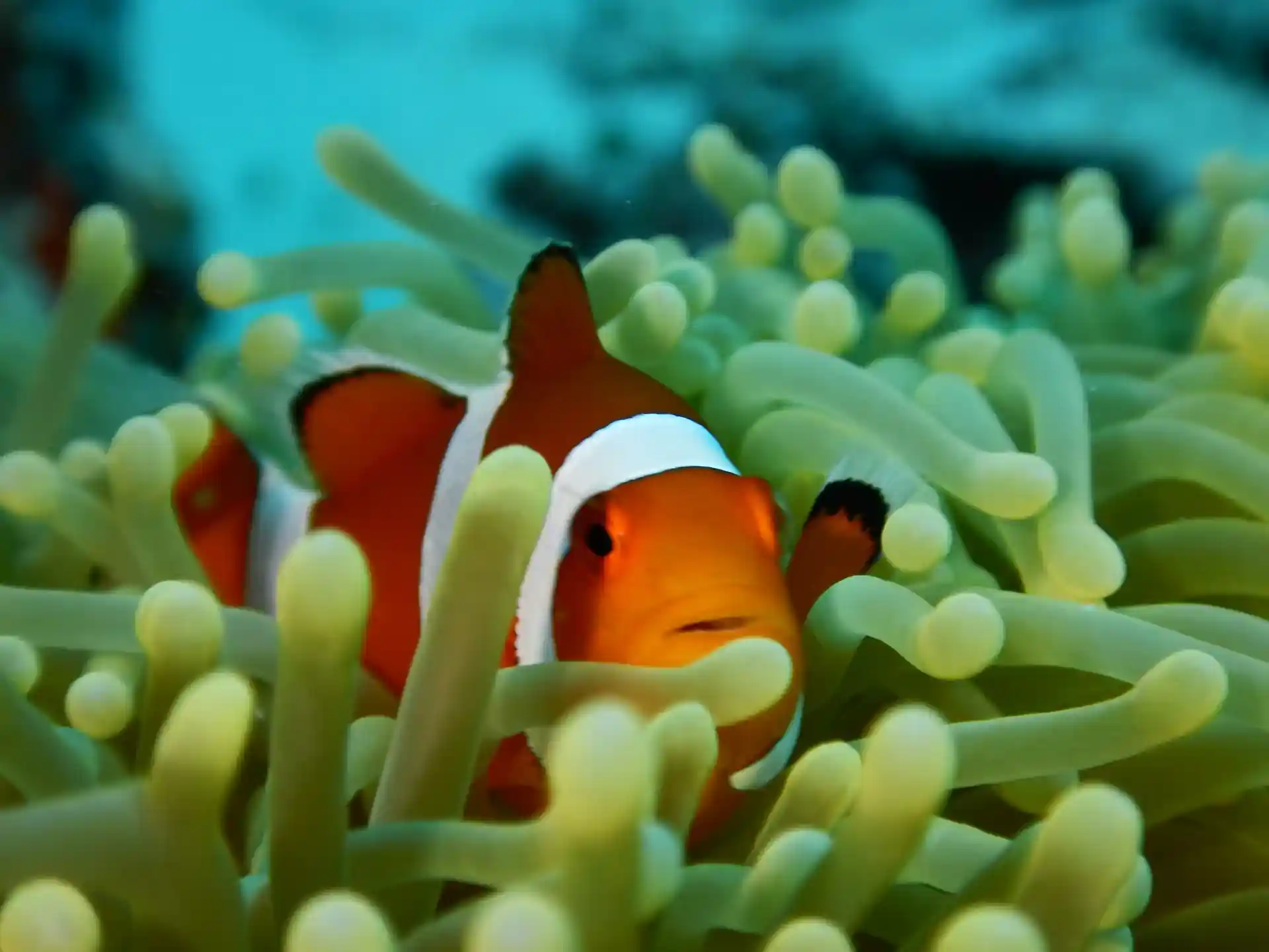 Dive shop photo