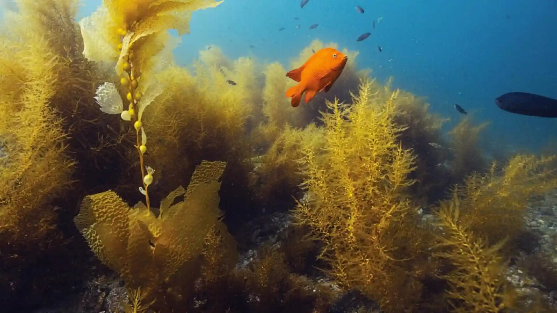 Dive site photo