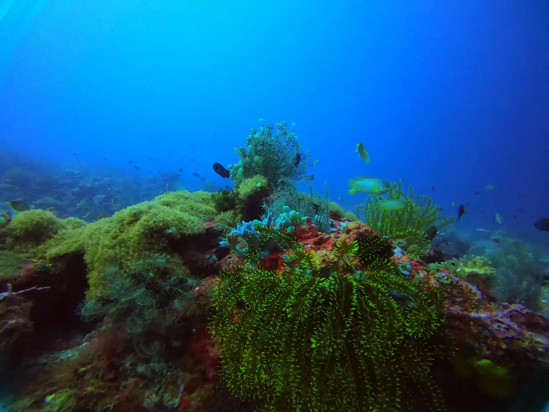 Dive site photo