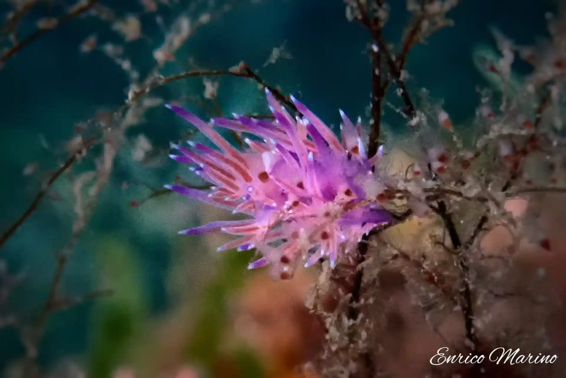 Photo du site de plongée