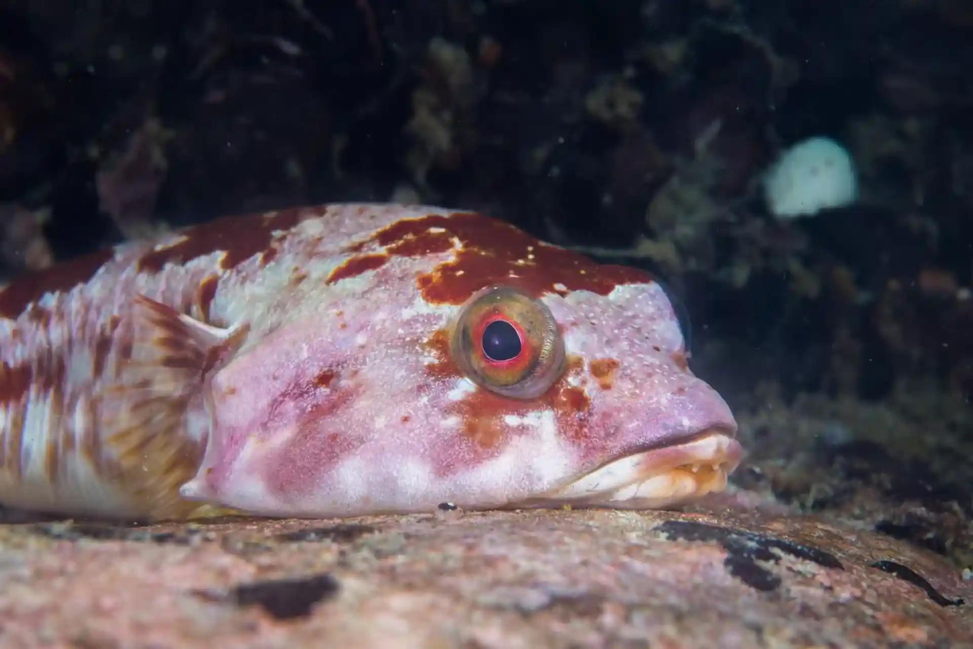 Dive site photo
