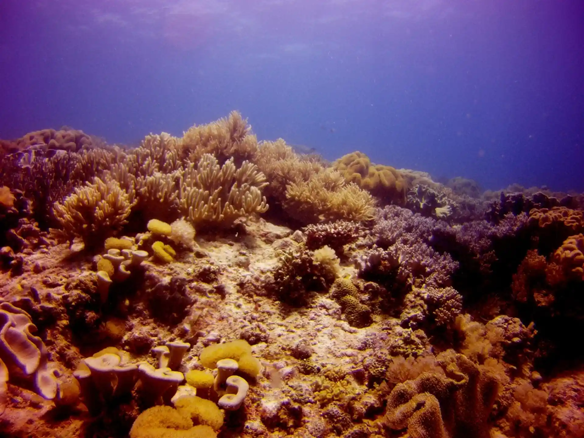 Dive site photo