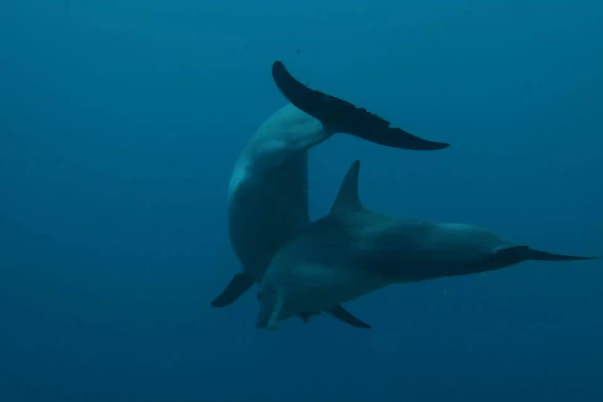 Foto des Tauchshops