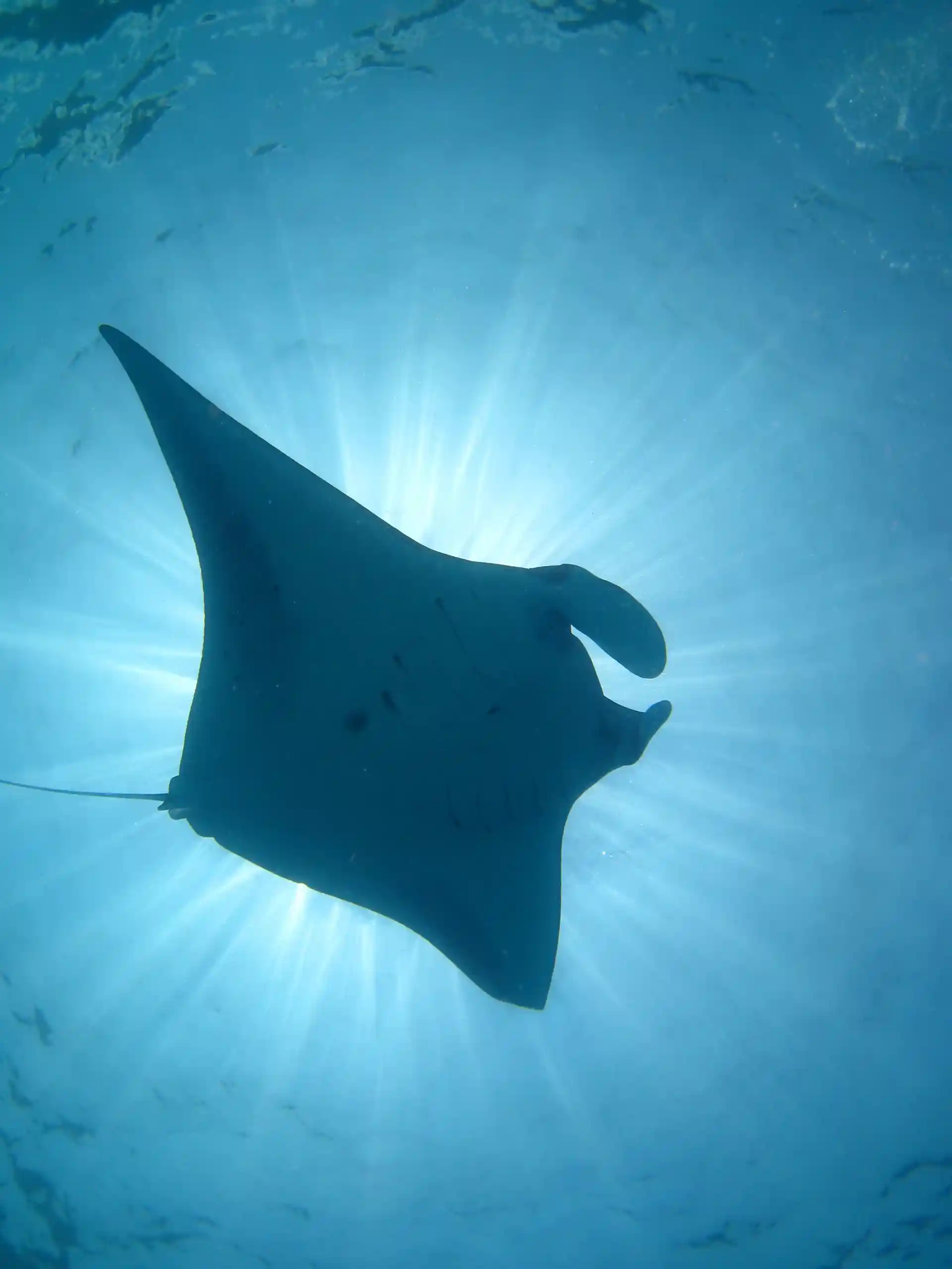 Manta Ray