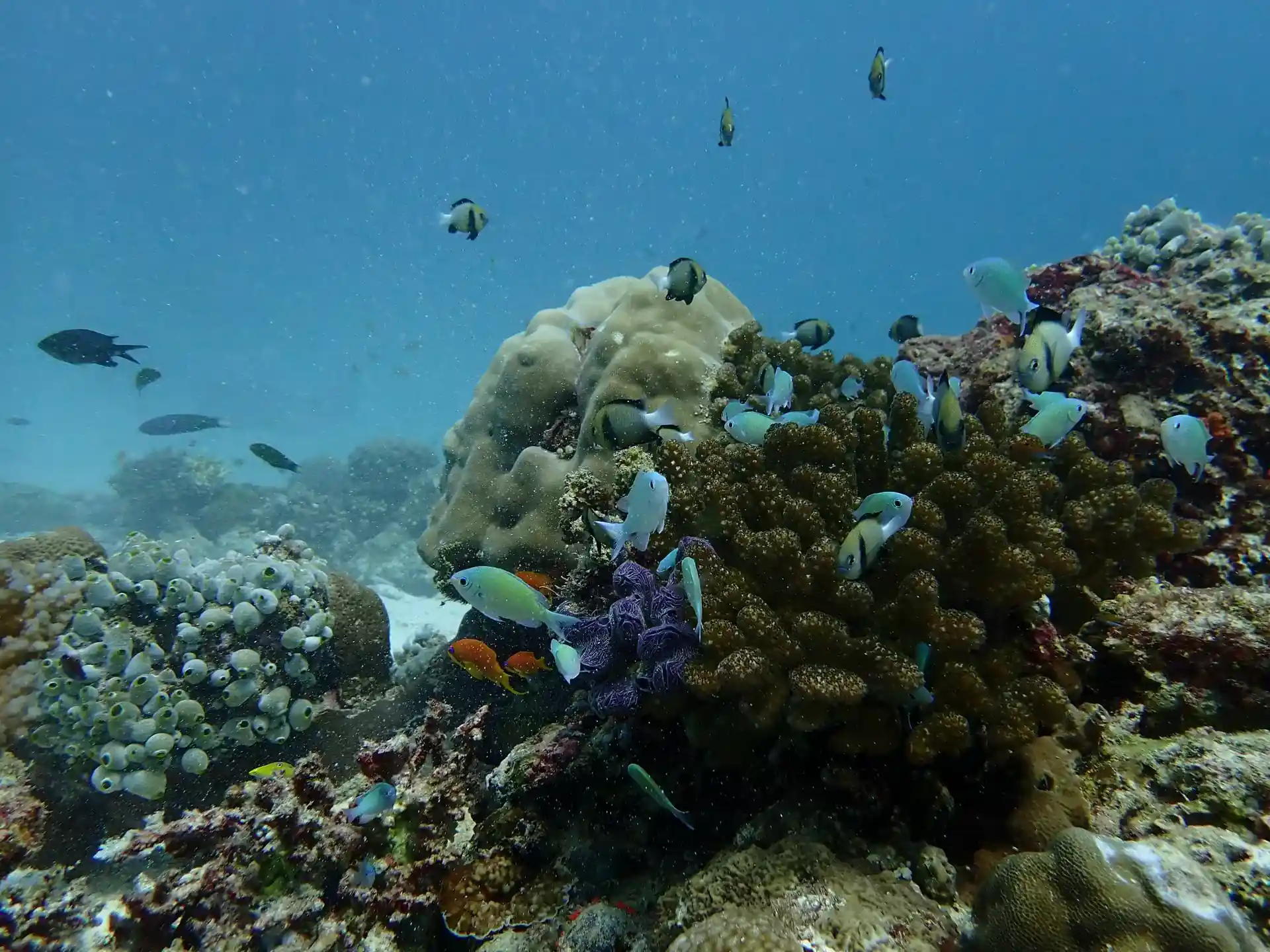 다이빙 포인트 사진