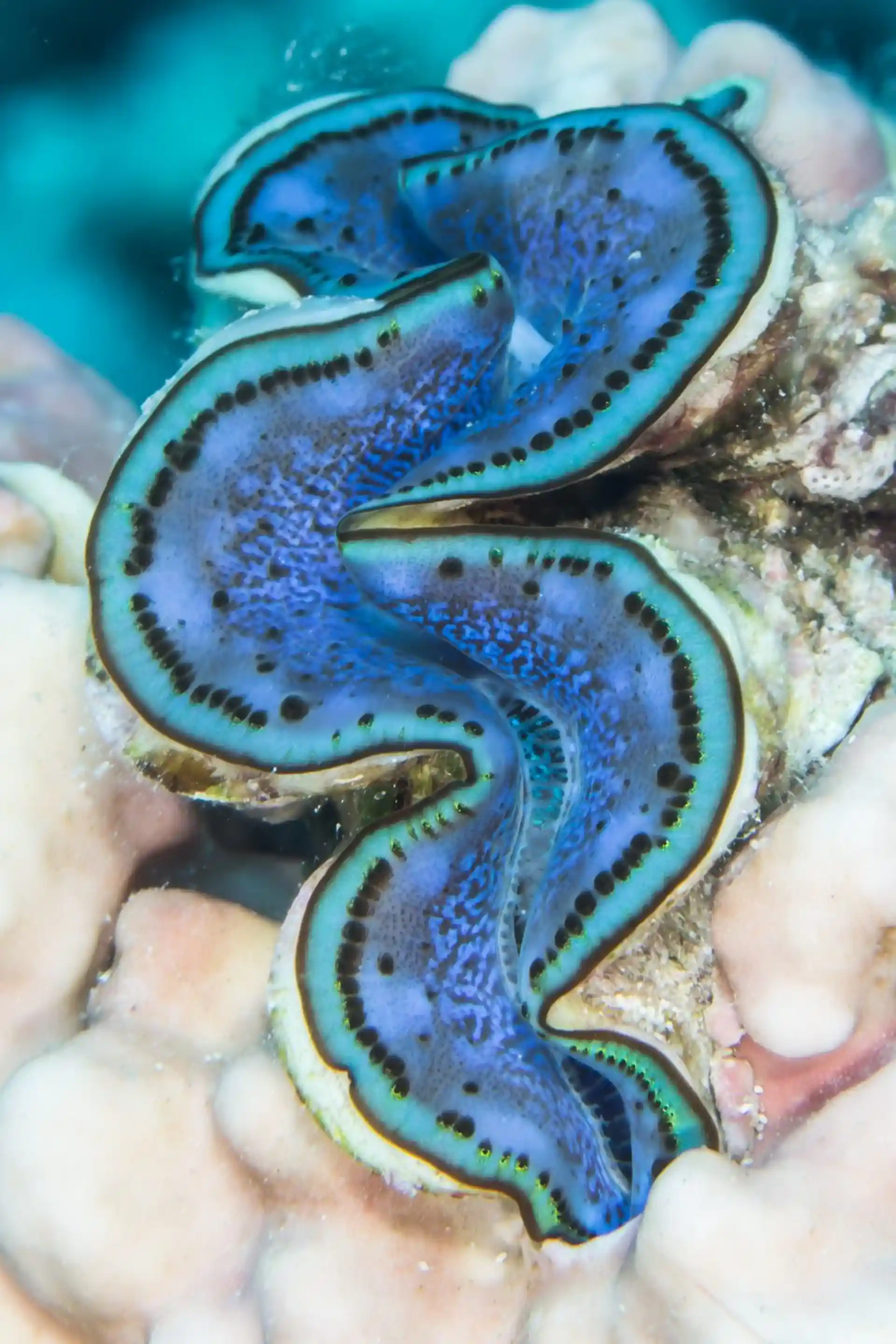 Photo du site de plongée