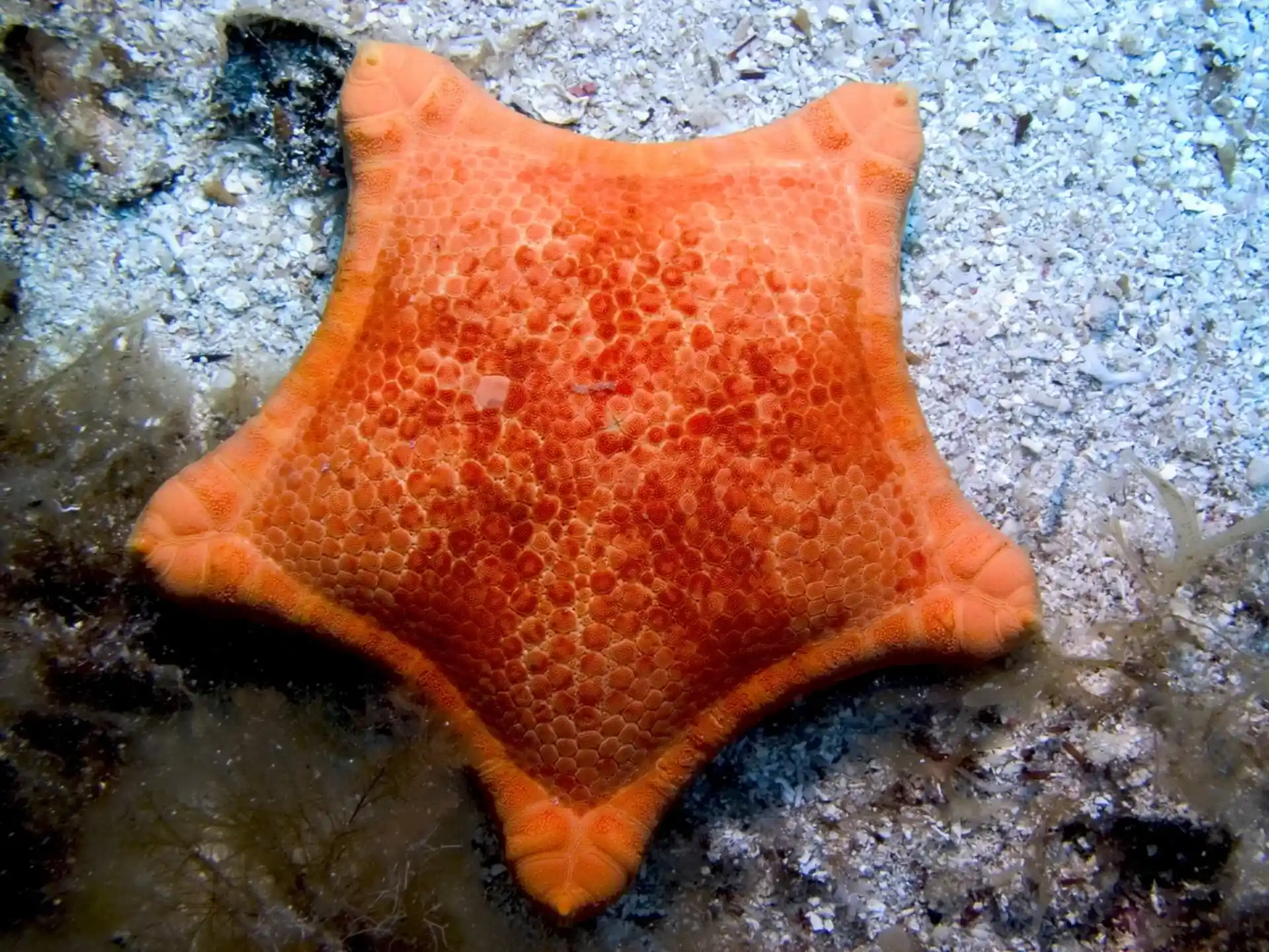 Dive site photo