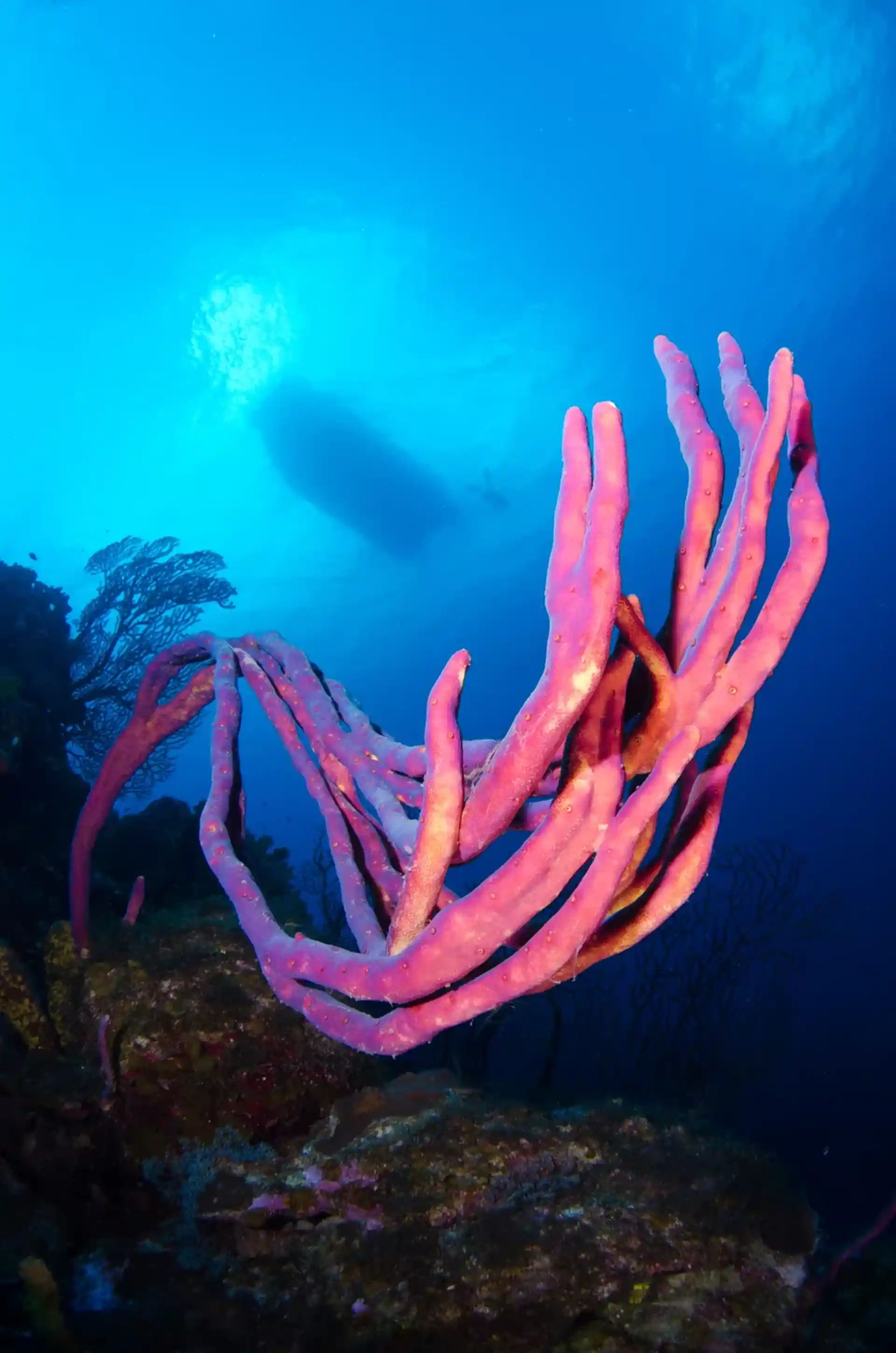 Dive site photo