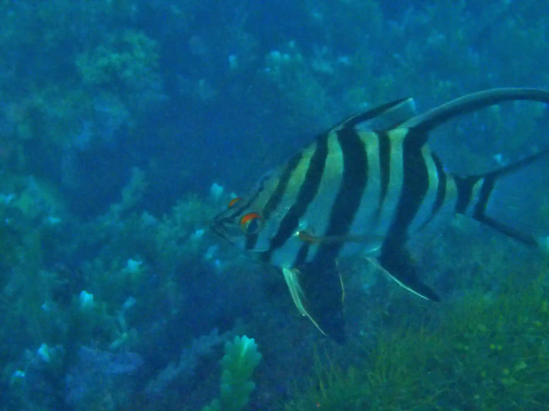 Dive site photo