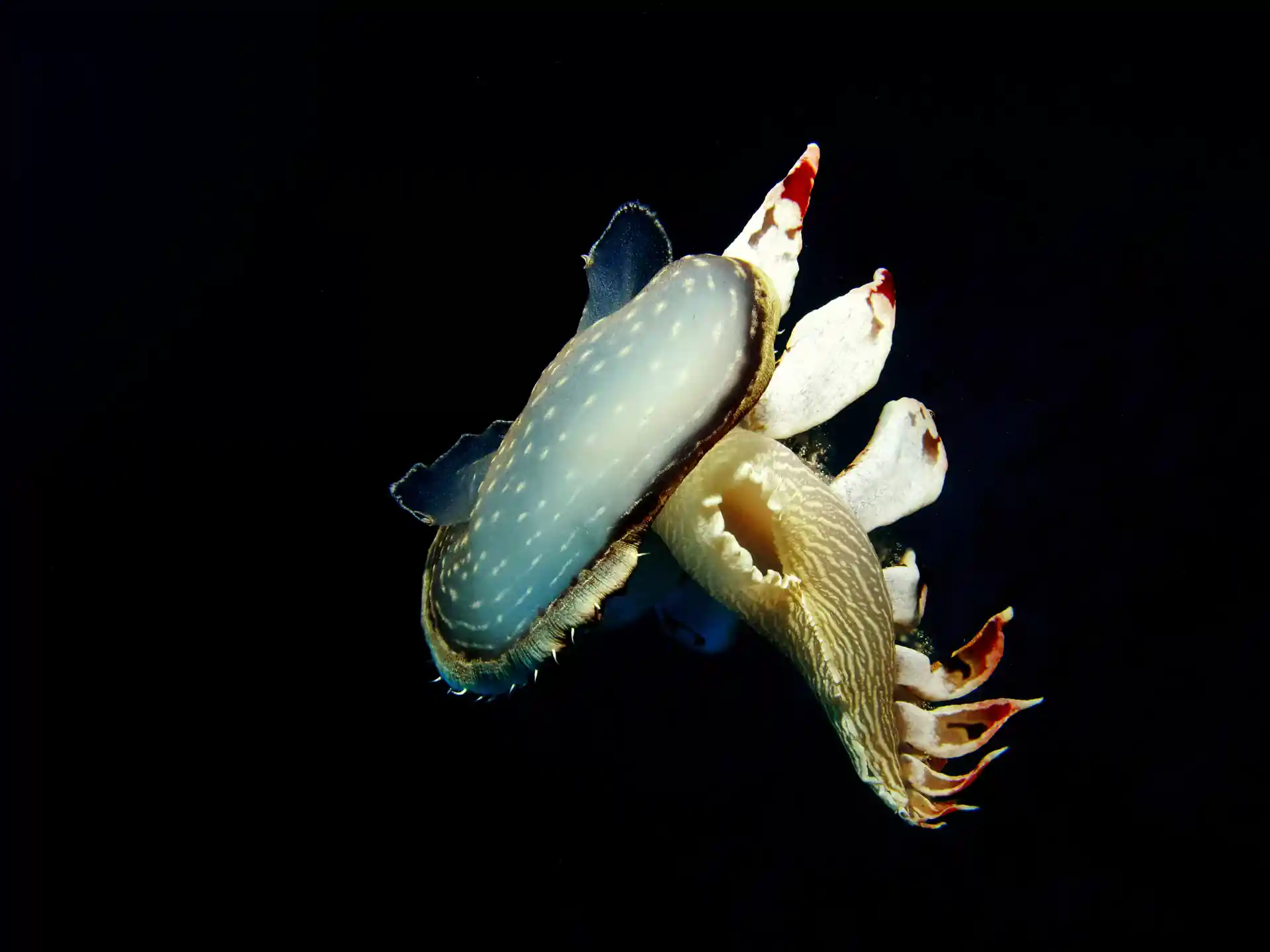 A rare encounter with a Tethys fimbria.