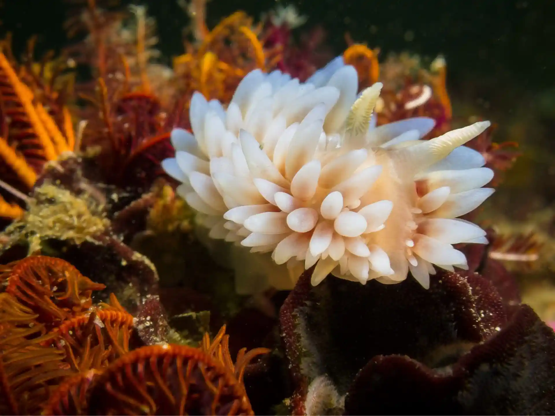 Dive site photo