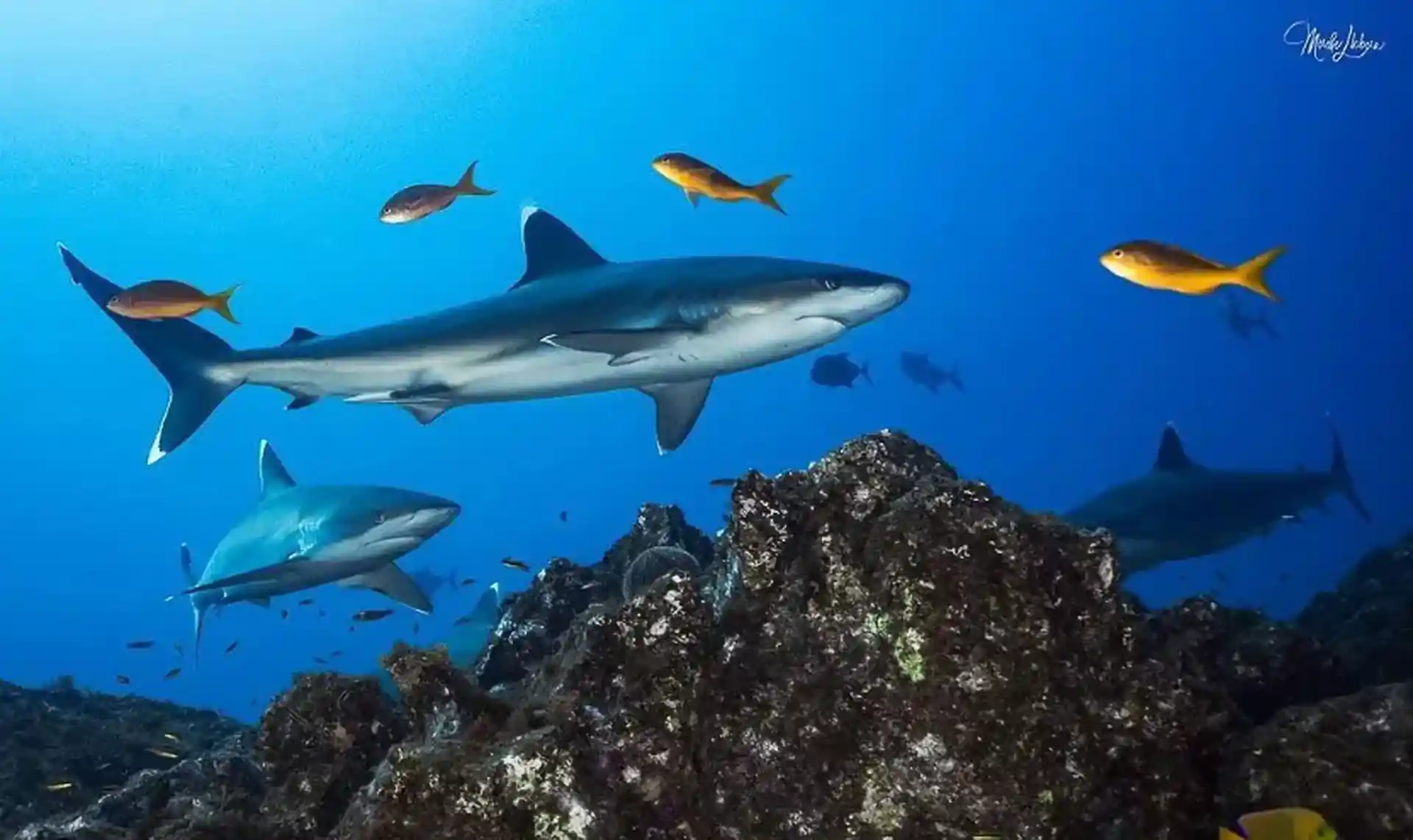 Dive site photo