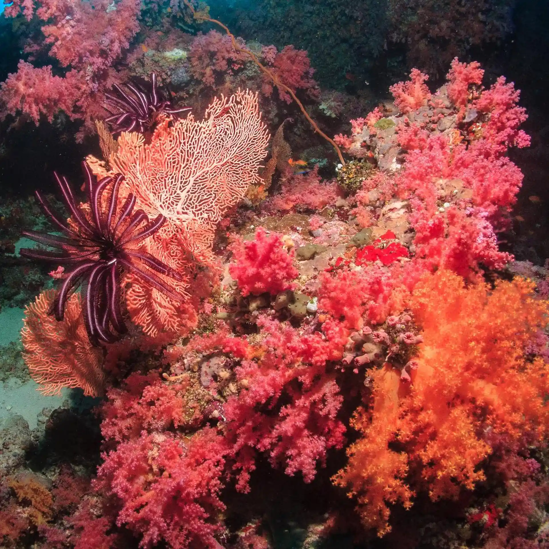 潜水点图片