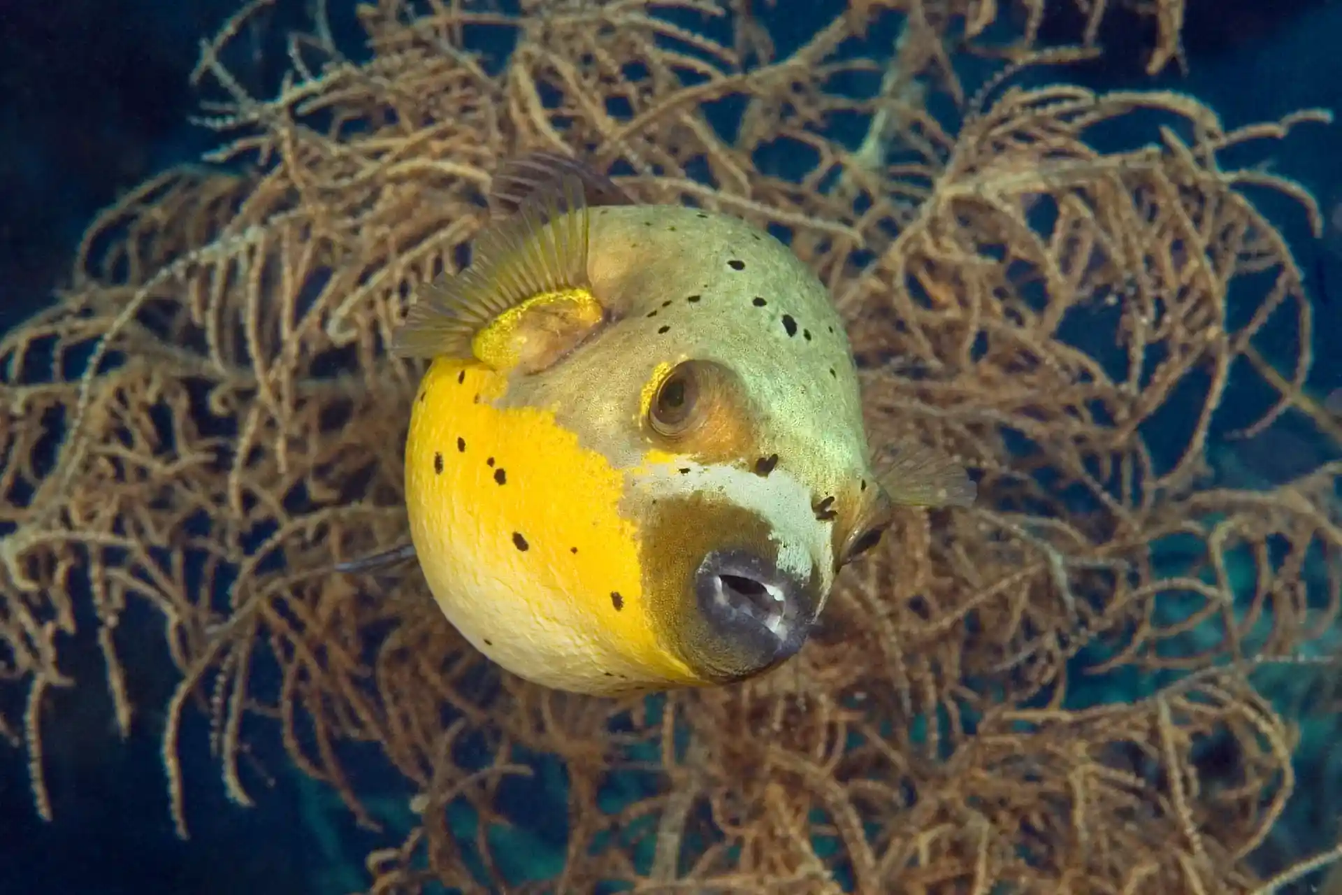 Mysterious underwater world of the Philippines Liveaboard PY Atlantis Azores