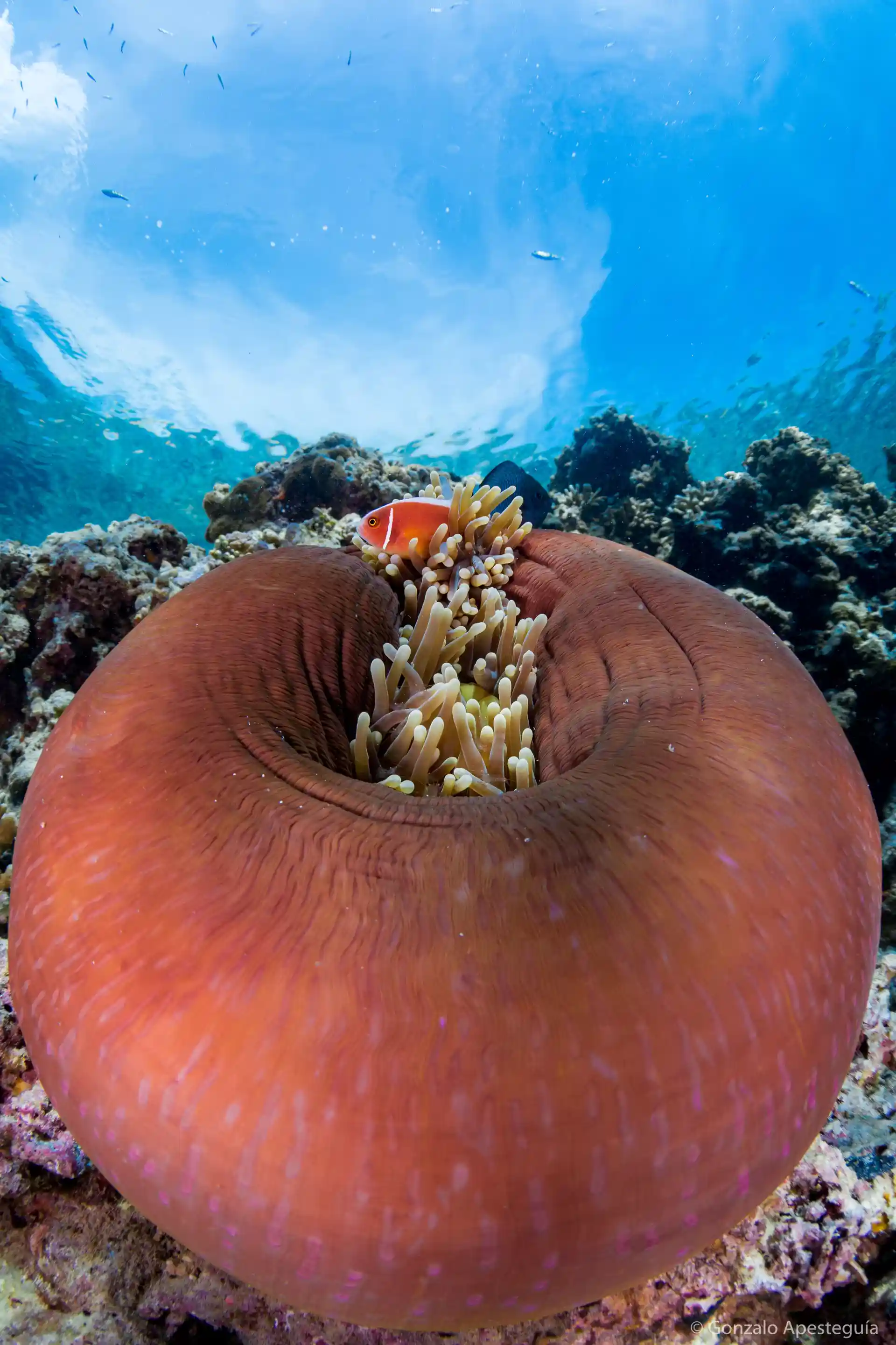 We found Nemo