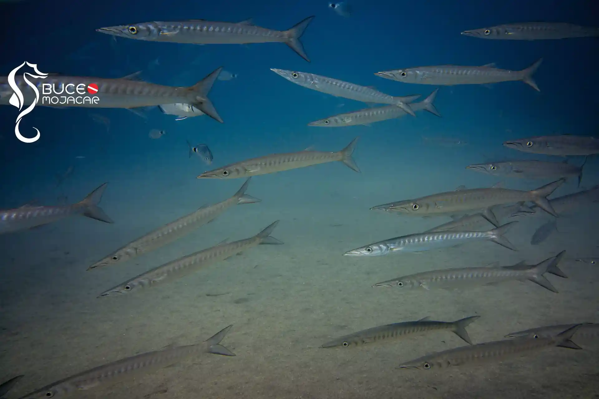 Dive site photo