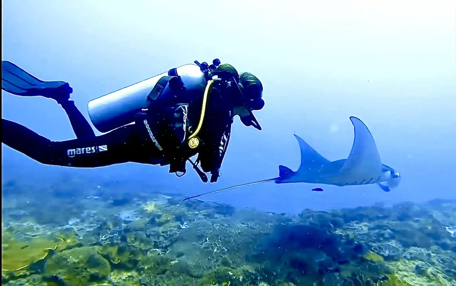 dive with manta