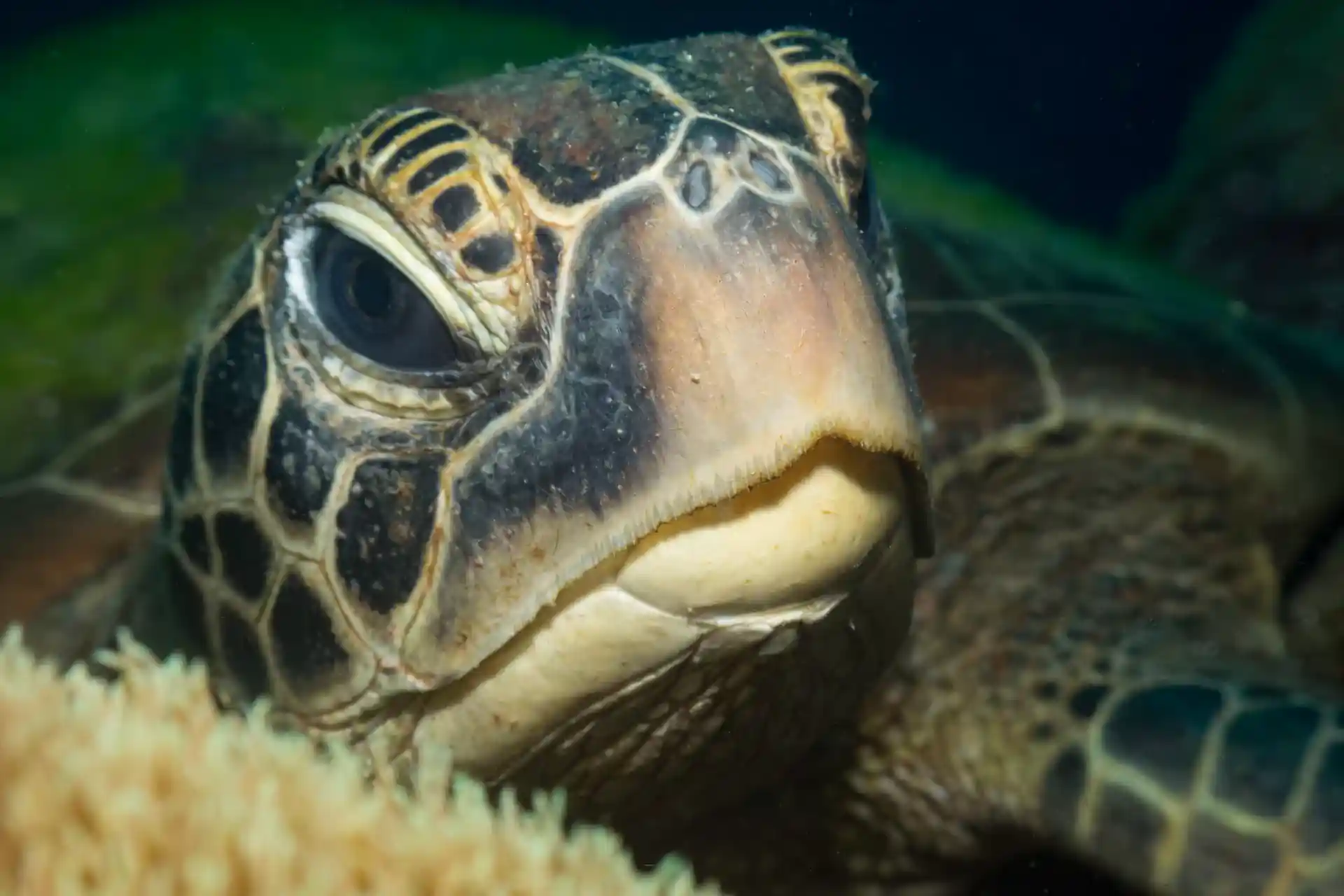 Foto del sitio de buceo