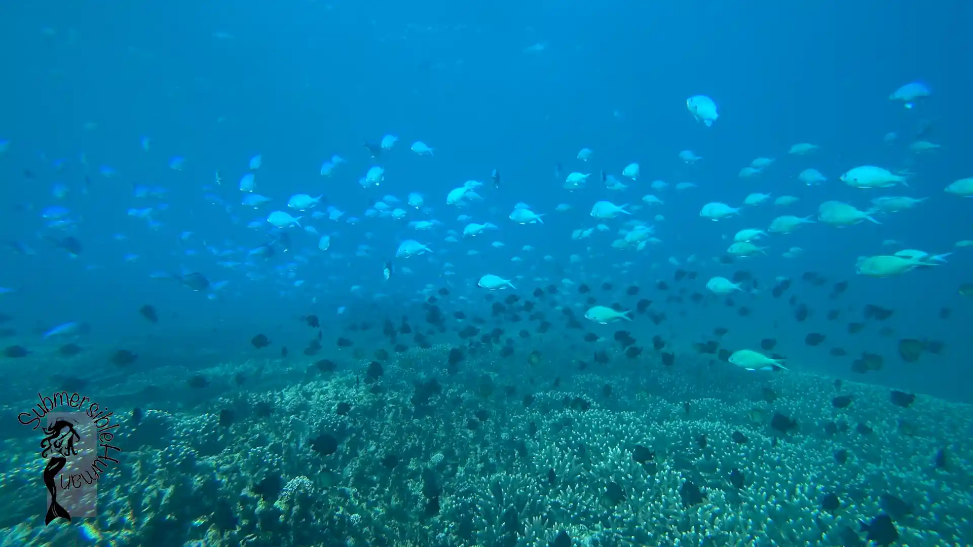 Dive site photo