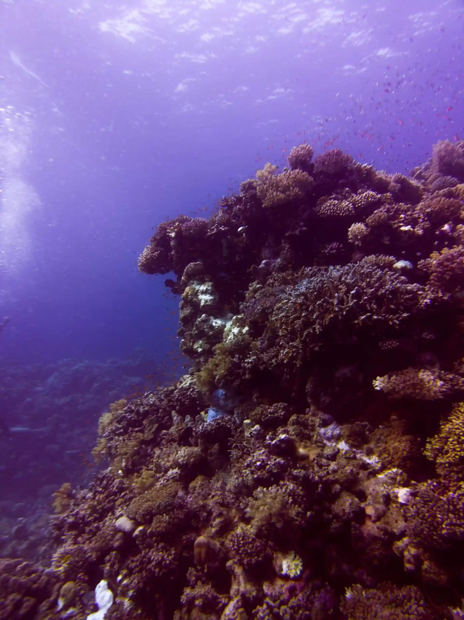 다이빙 포인트 사진