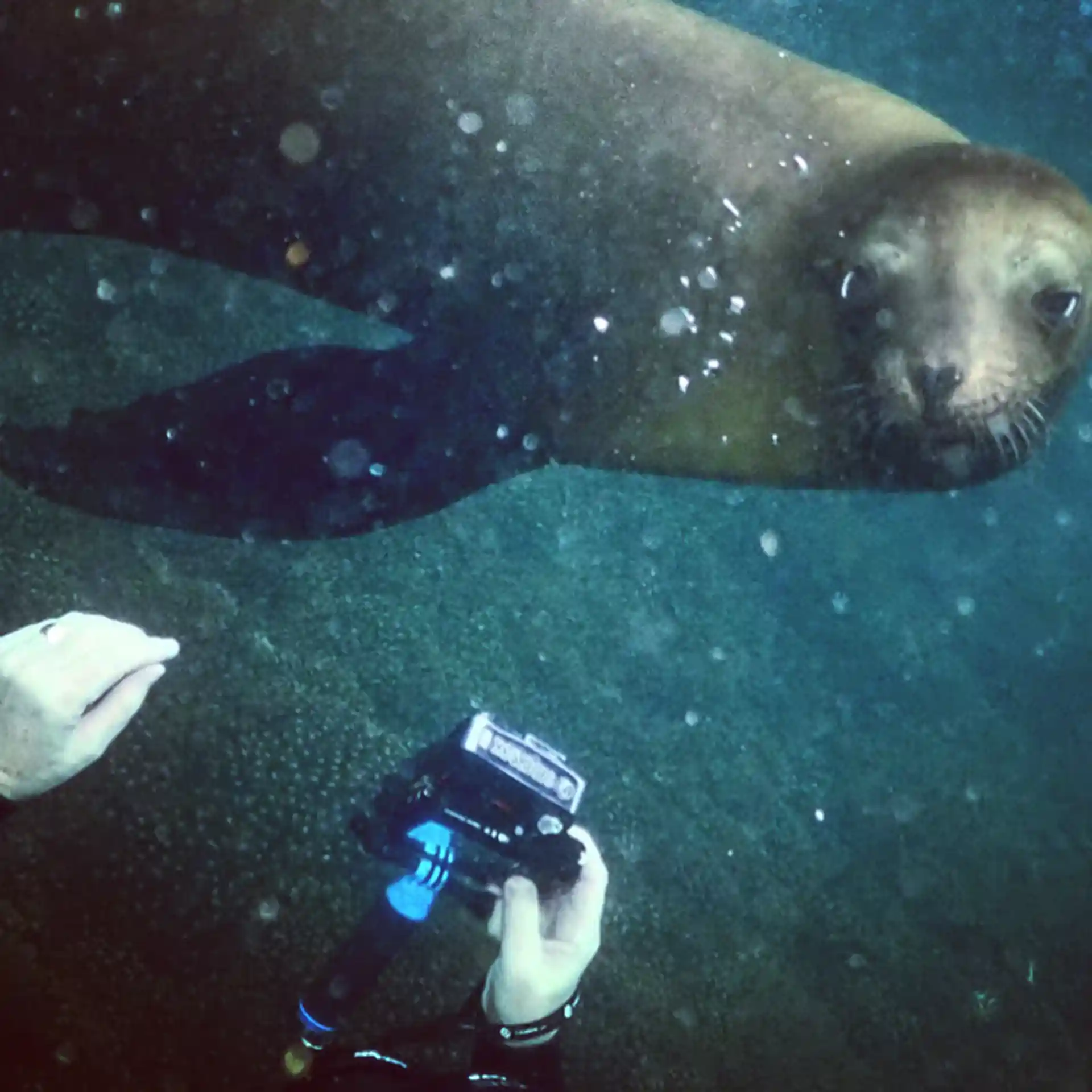 Enjoying the seal lions at Lobos Rock.