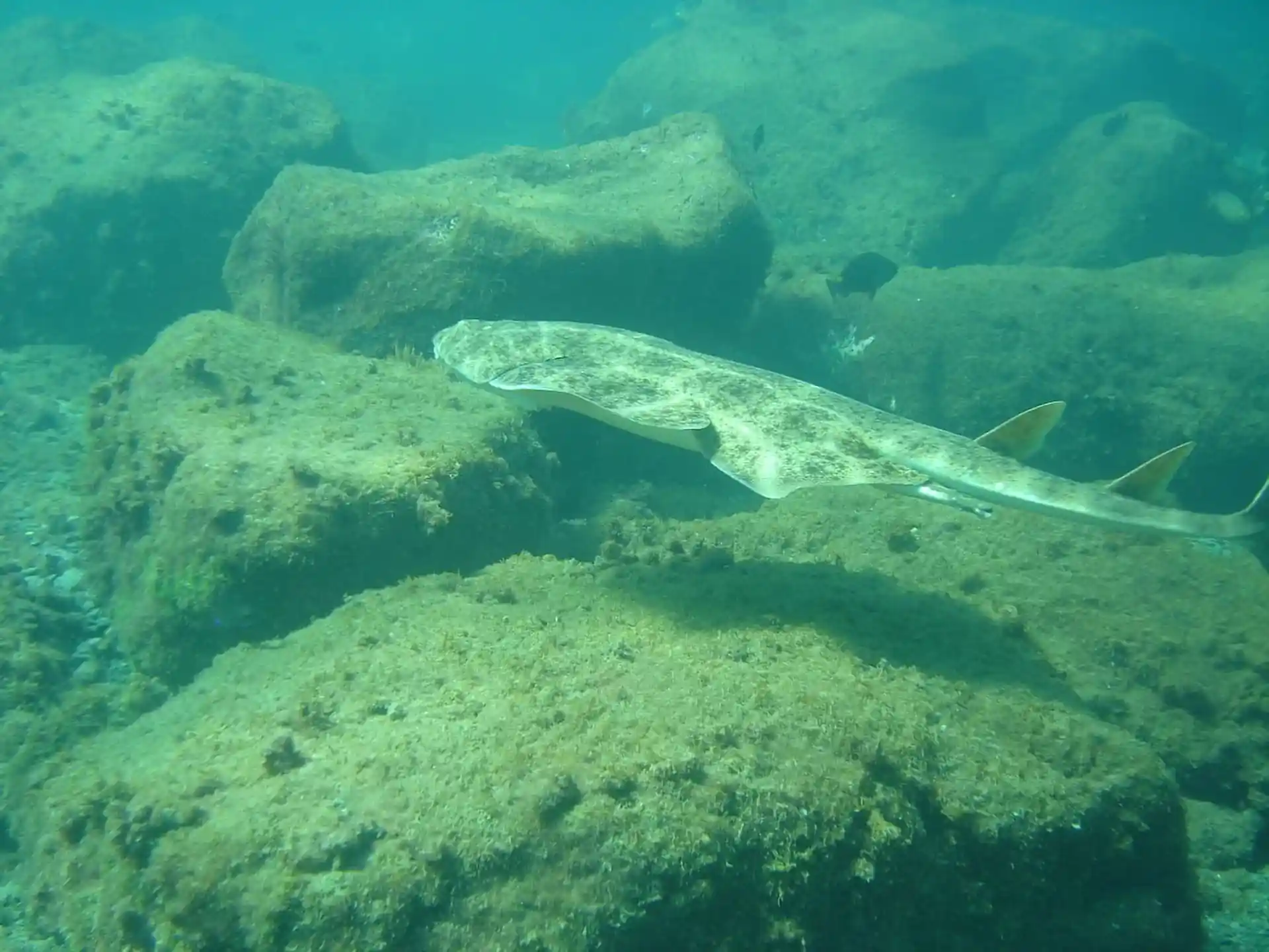 Si vous avez de la chance, nous pourrions même voir le rare requin ange en voie de disparition lors d'une de vos plongées