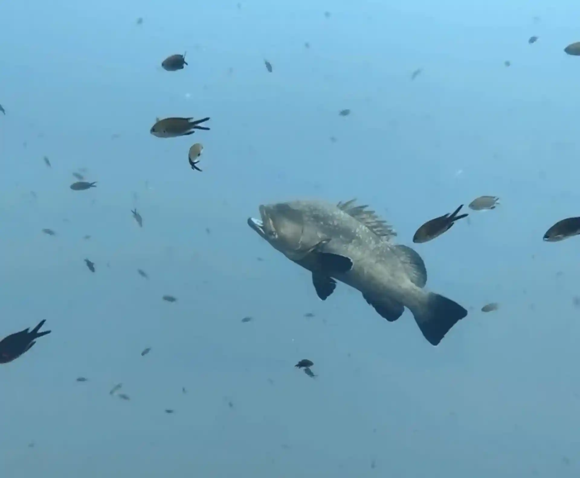 Dive site photo