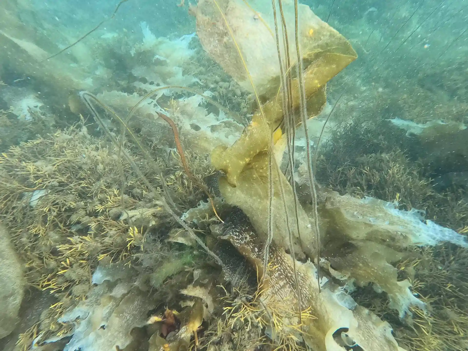 Dive site photo