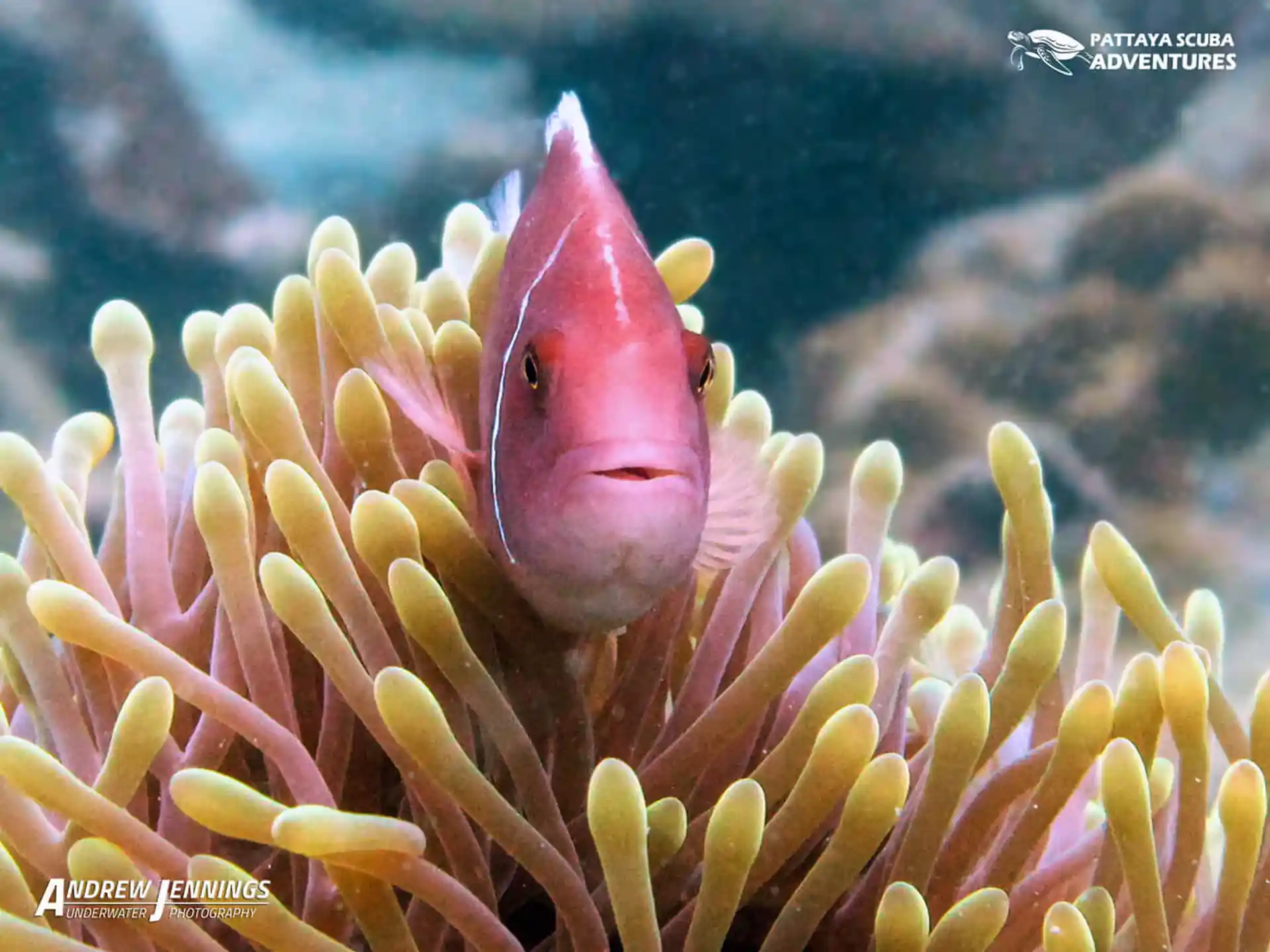 다이빙 포인트 사진