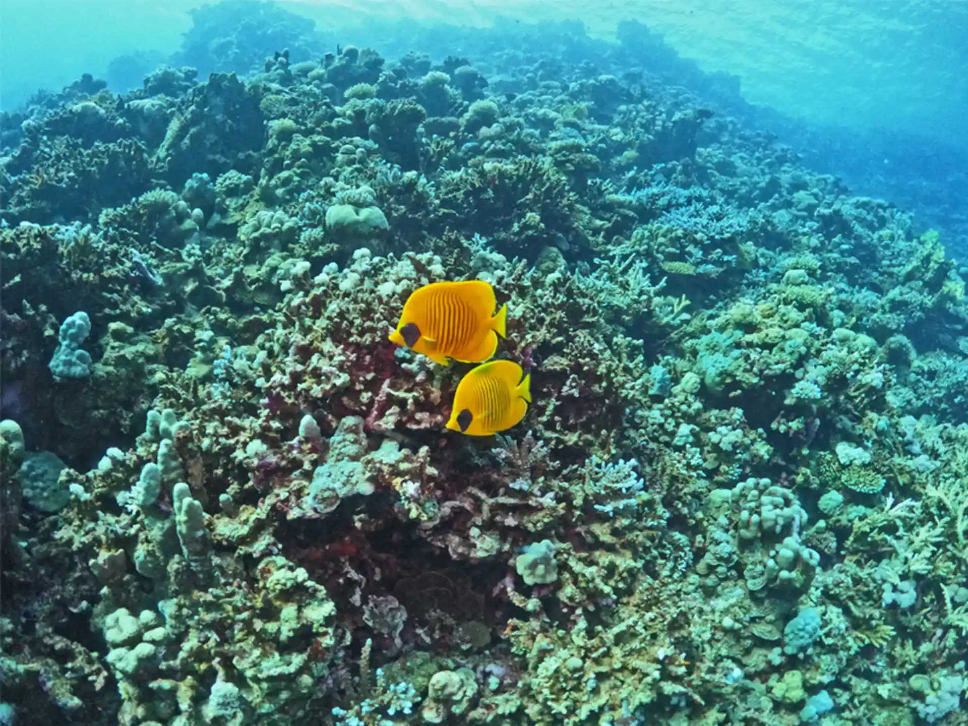 Dive site photo