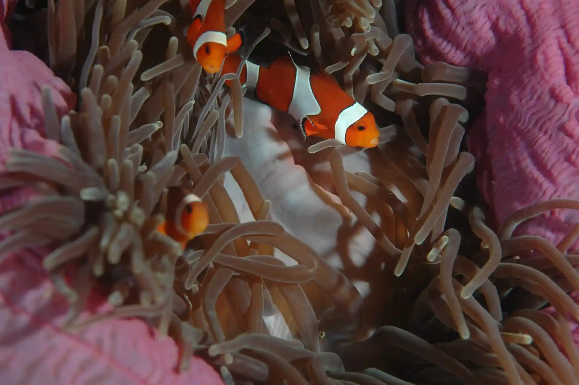 Dive site photo